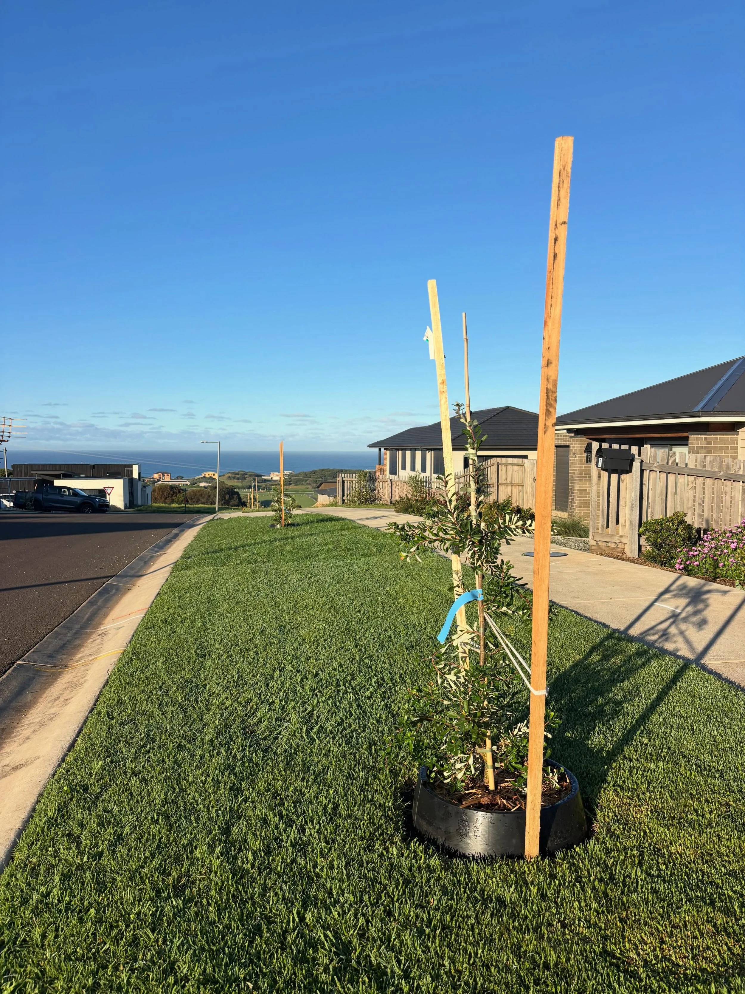 New trees are being planted throughout the estate as part of our ongoing efforts to enhance the surrounding landscape and green spaces 🌱

📍 These trees have been recently planted along Musgrove Street with more trees to be planted in the coming mon