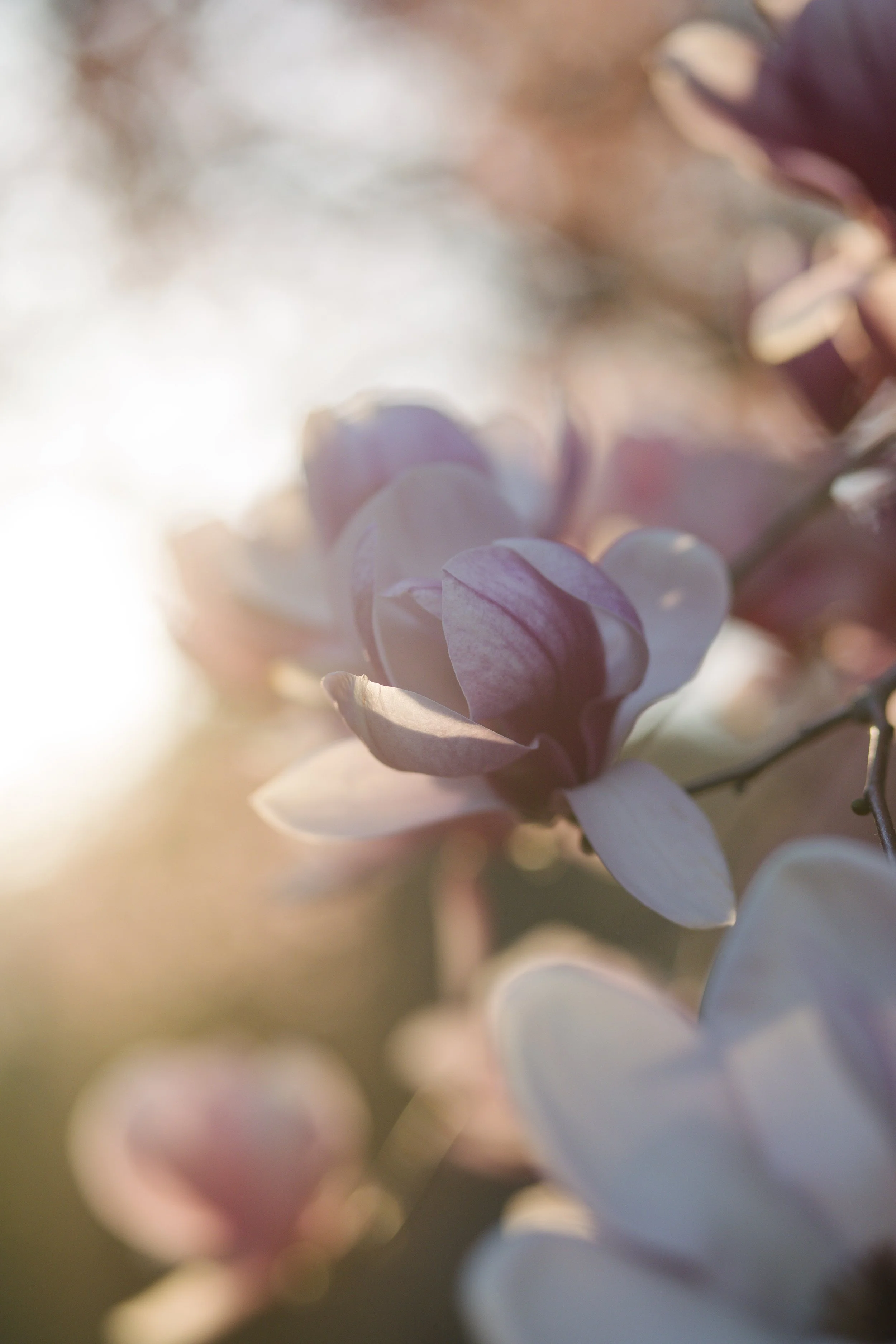 Close-up of pink and white flowers in sunlight with blurred background.