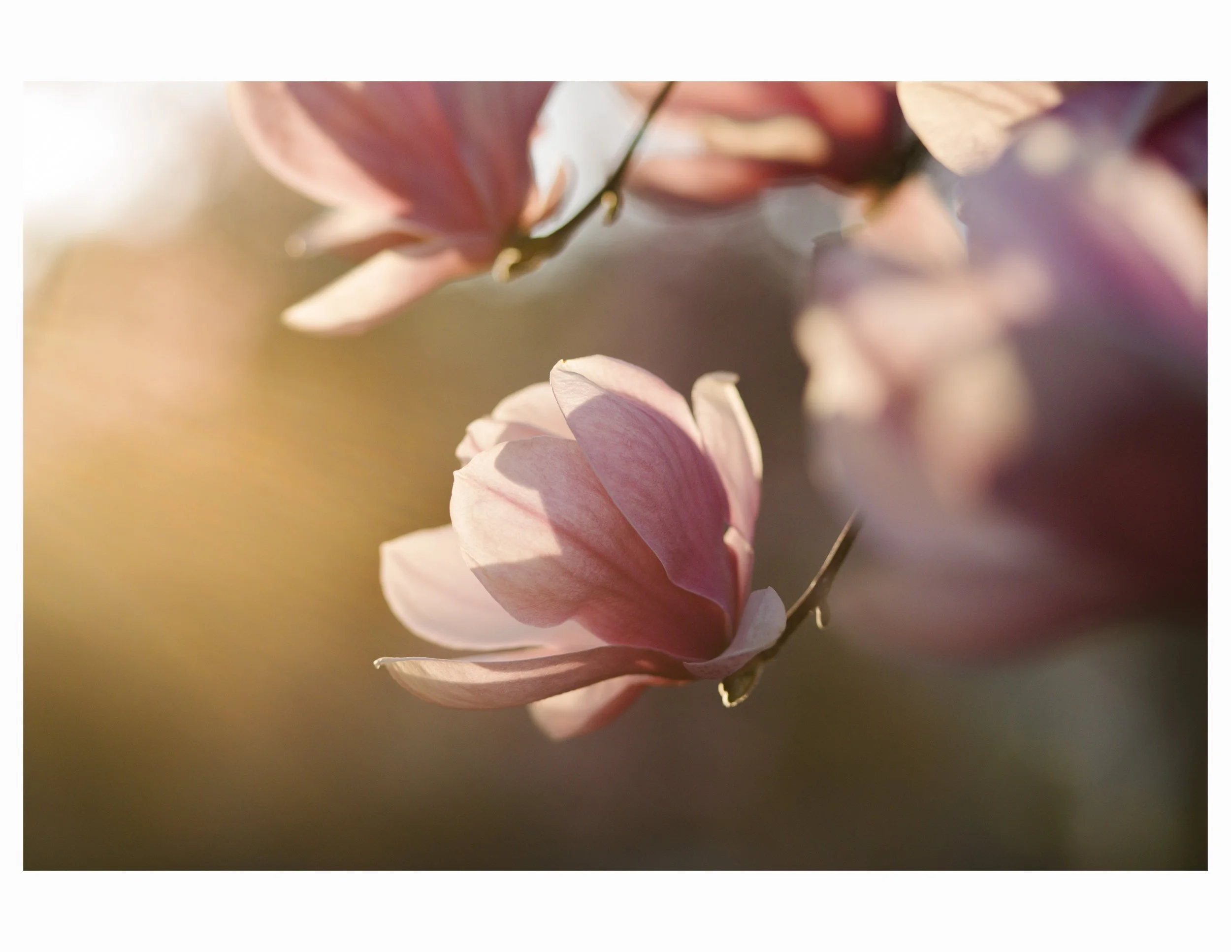 Close-up of pink magnolia blossoms on a branch with soft sunlight and blurred background.