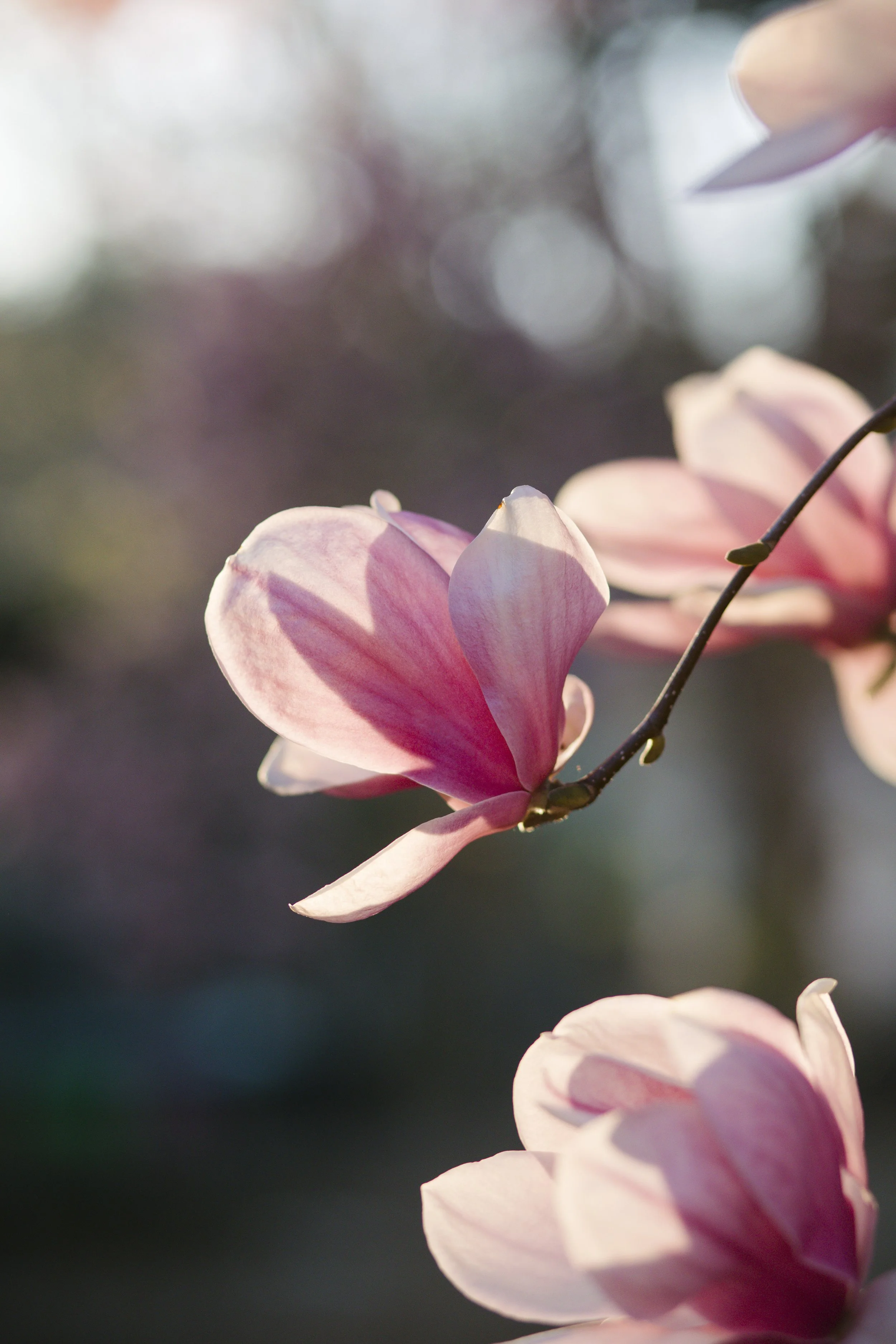 Close-up of pink magnolia flowers on a branch.