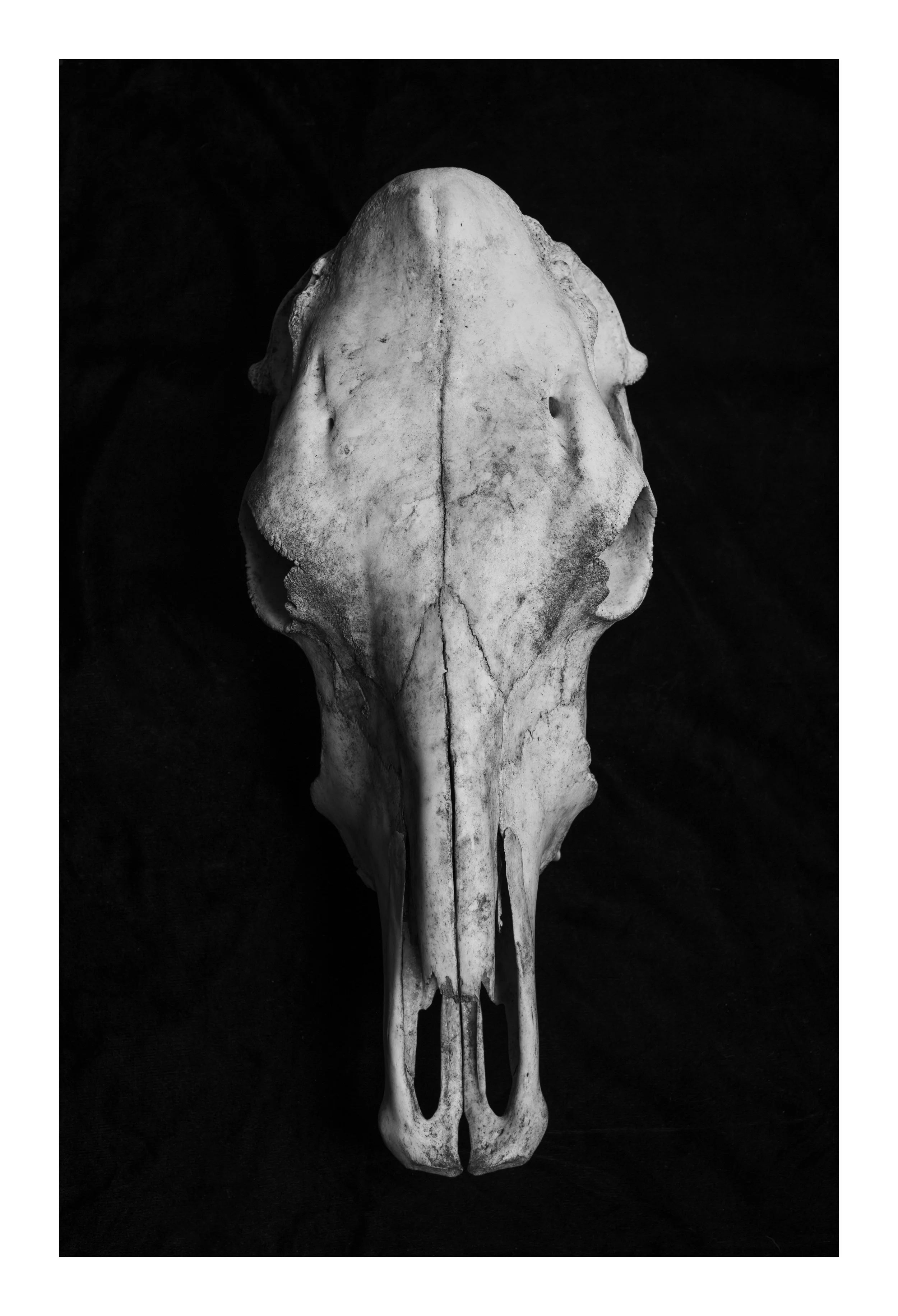 Calling All Skeletons