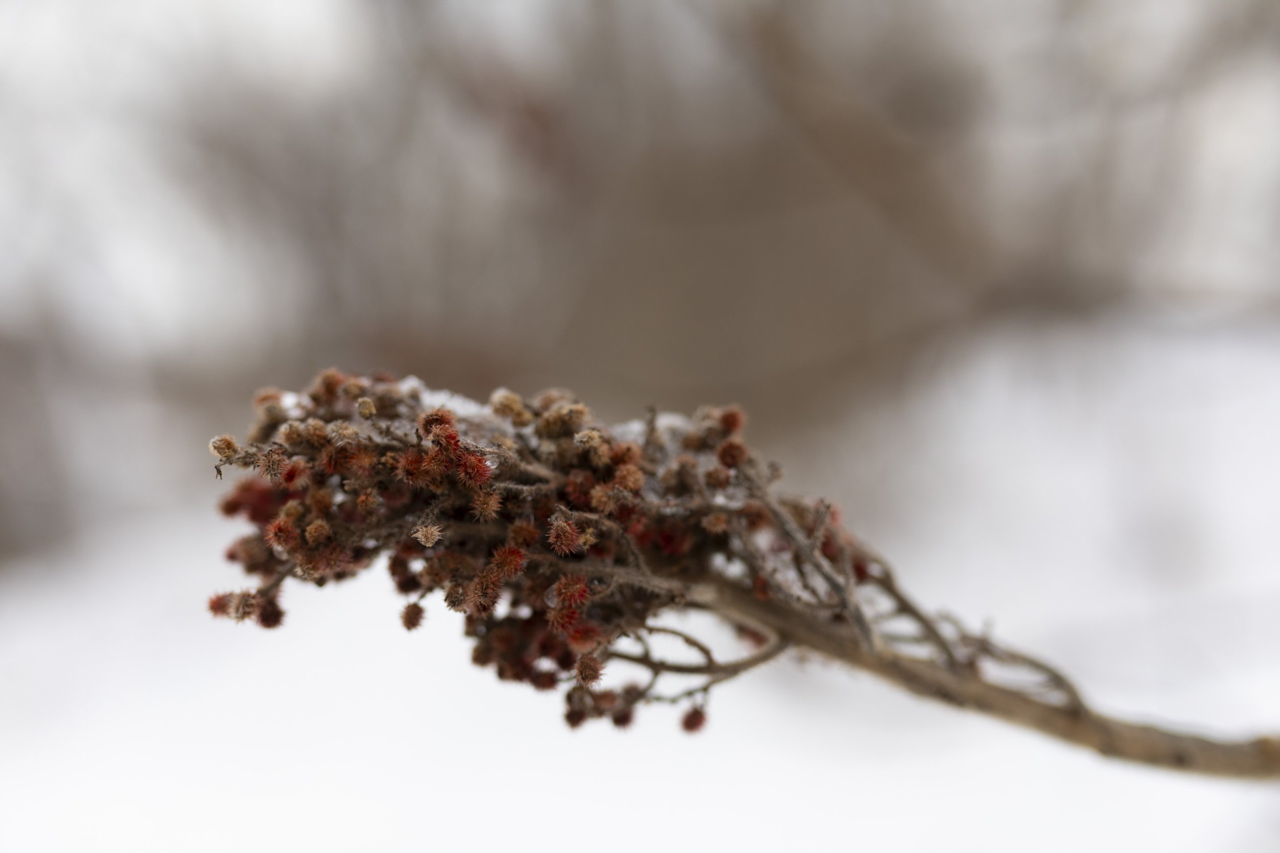 A close-up of a dried, red-tipped plant branch resting on snow with a blurred background.