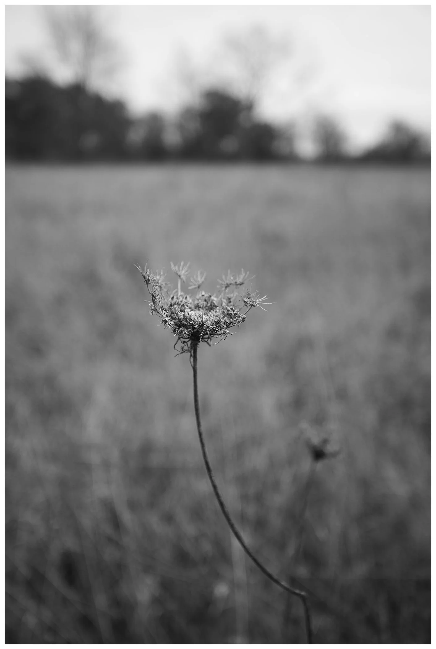 wildflower in field pictured in black and white
