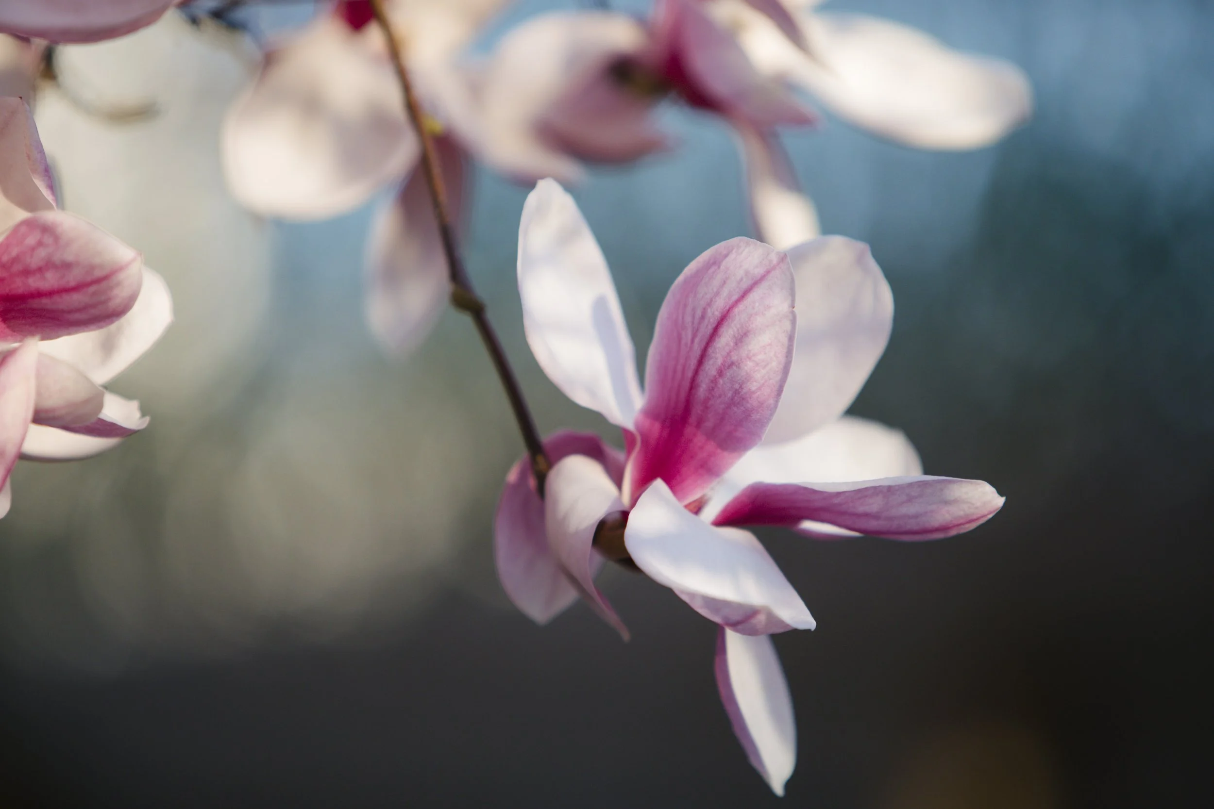 Close-up of pink and white magnolia flowers on a branch with blurred background.