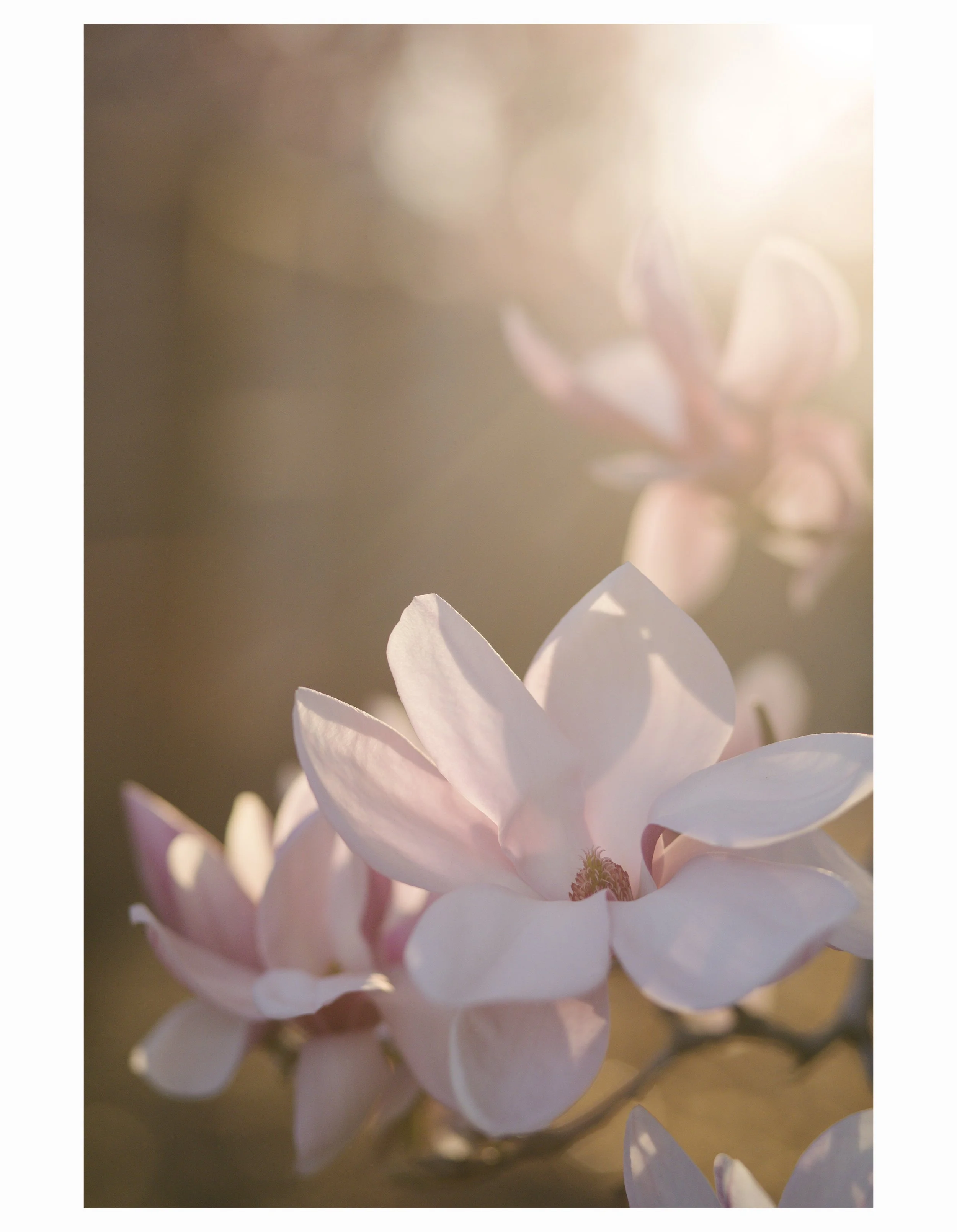 Close-up of light pink magnolia flowers with soft sunlight background.