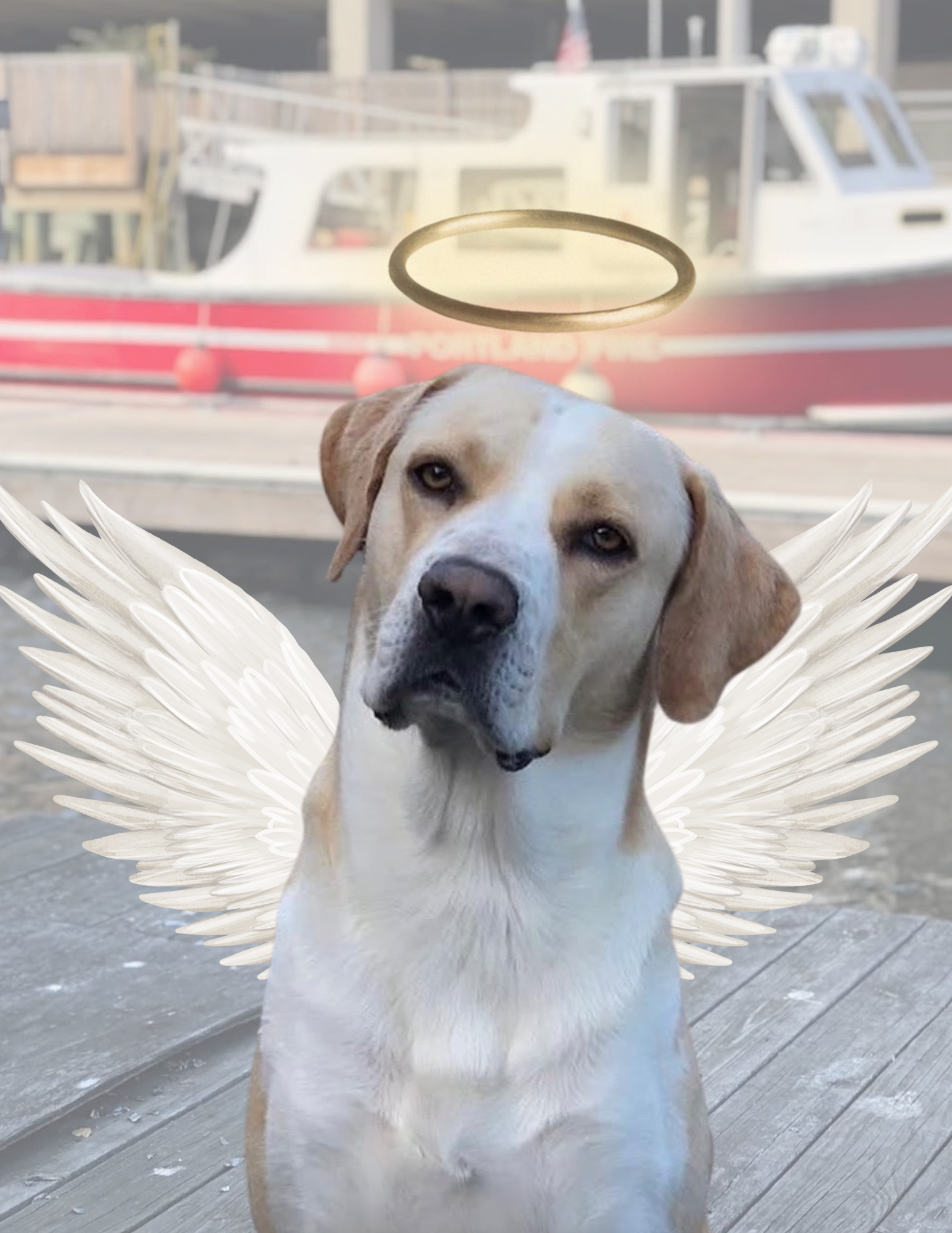 Casco (dog) - General Manager - Cloudport CoWorking Space, Portland, Maine