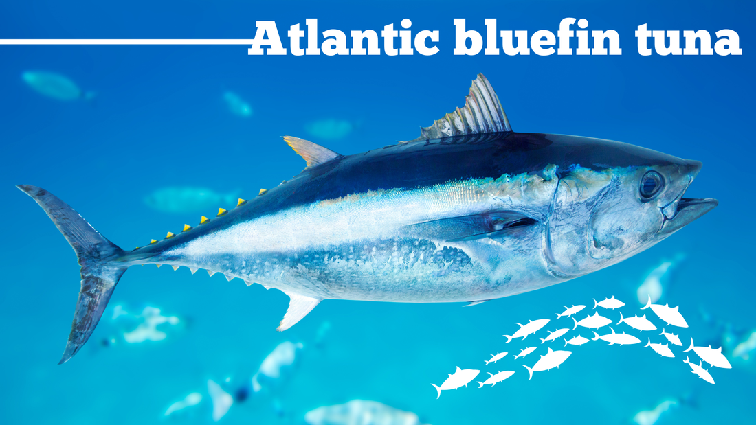 A Deep Blue Sea Icon Atlantic Bluefin Tuna BACK TO THE SEA A Deep Blue Sea Icon Atlantic Bluefin Tuna BACK TO THE SEA