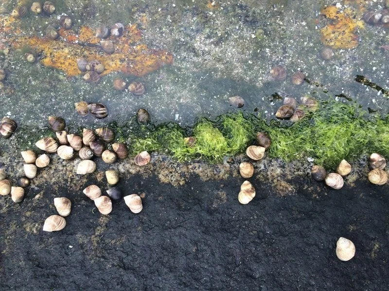 It’s Raining Adaptations, Hallelujah!