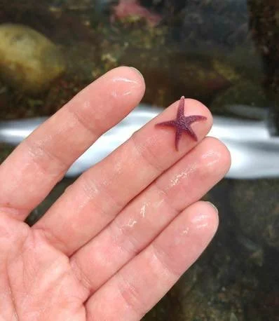Three Favourite Things About Touch Tanks