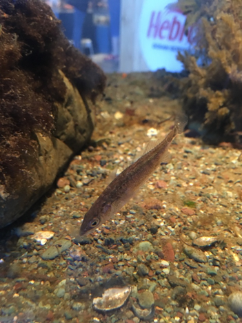 It’s O-Fish-Al - Dads are the best