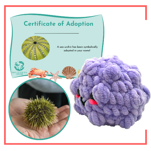 urchin.png