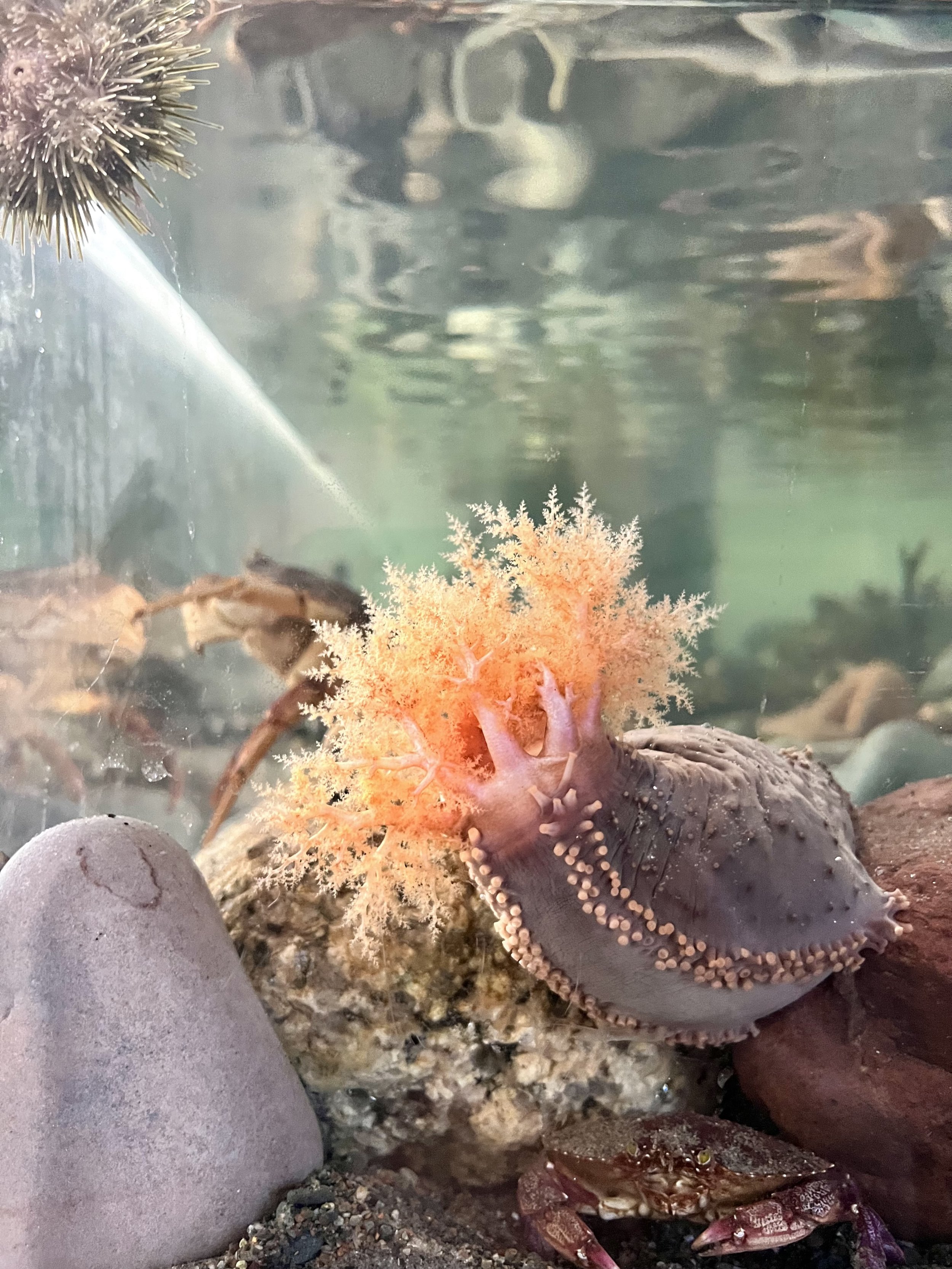 sea cucmber.jpg