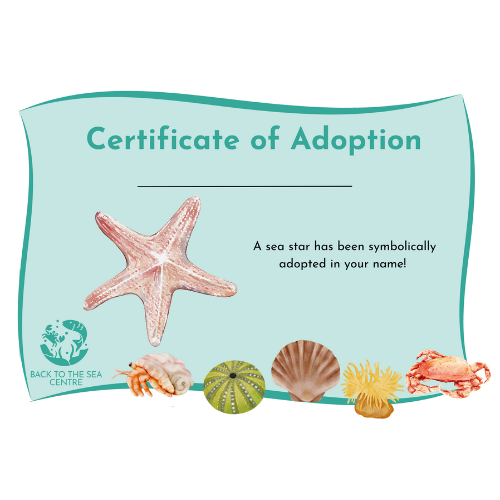sea star.png