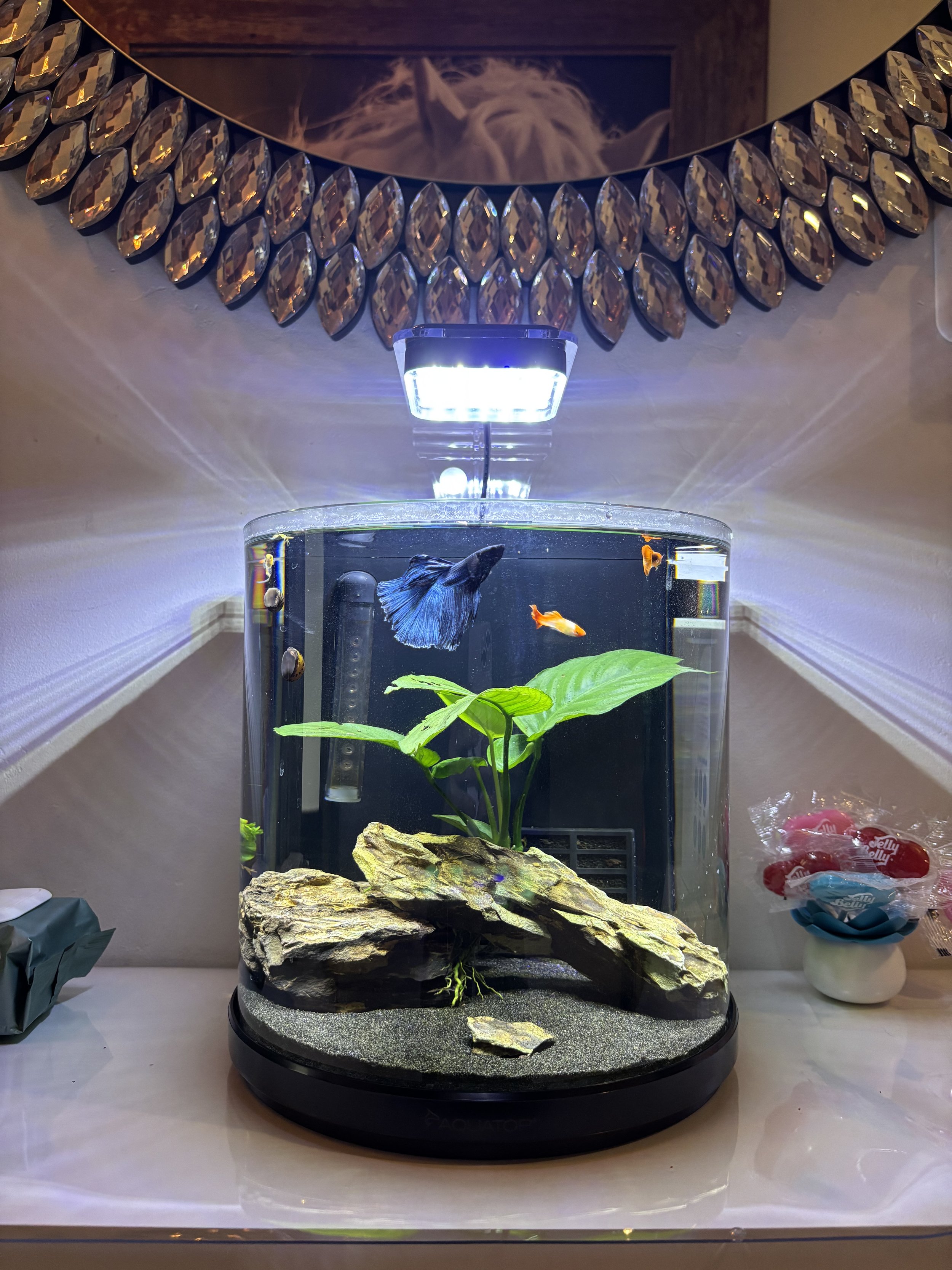 Serene Wellness & Skin Care fish tank 