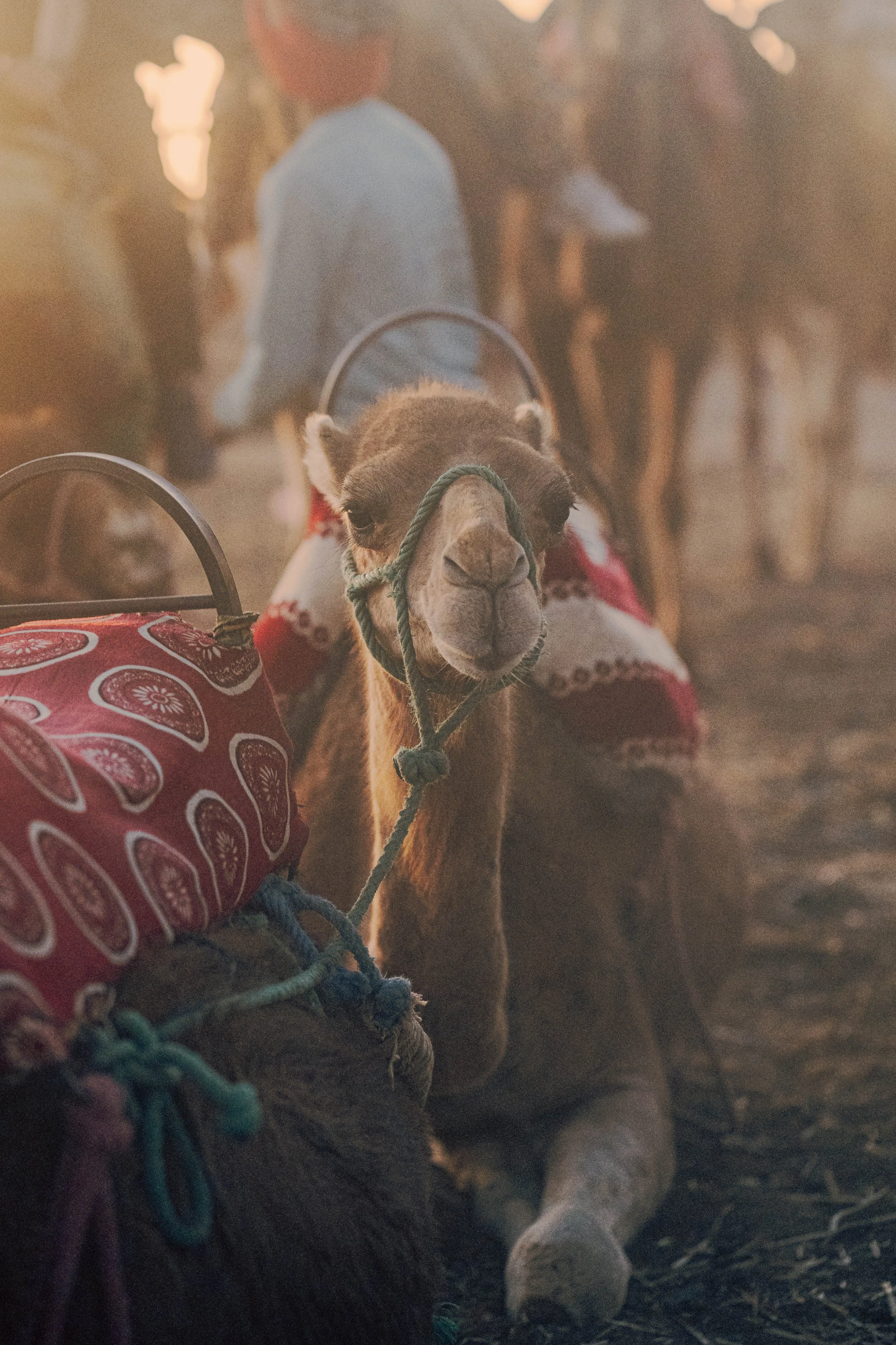 Camels, Agafay Desert