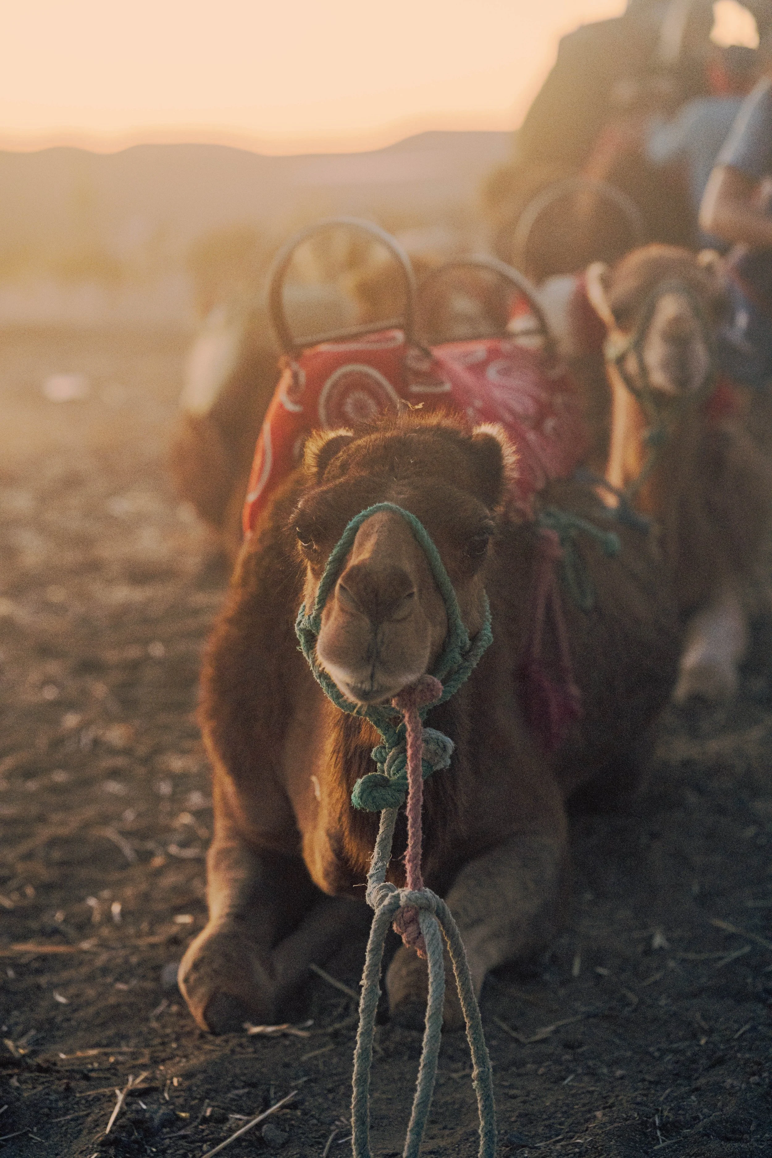 Camels, Agafay Desert