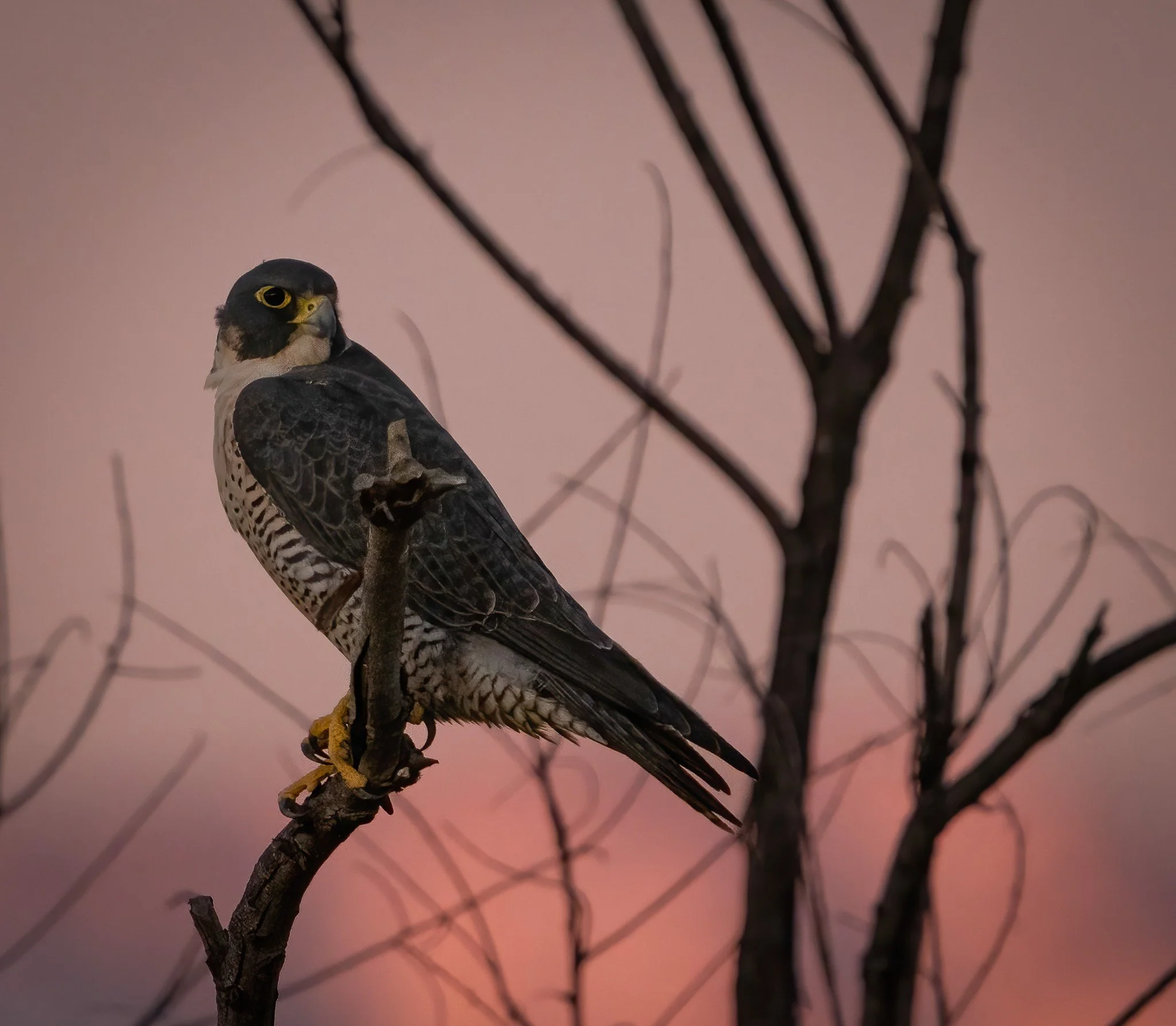 Hawk Holler Rescue
