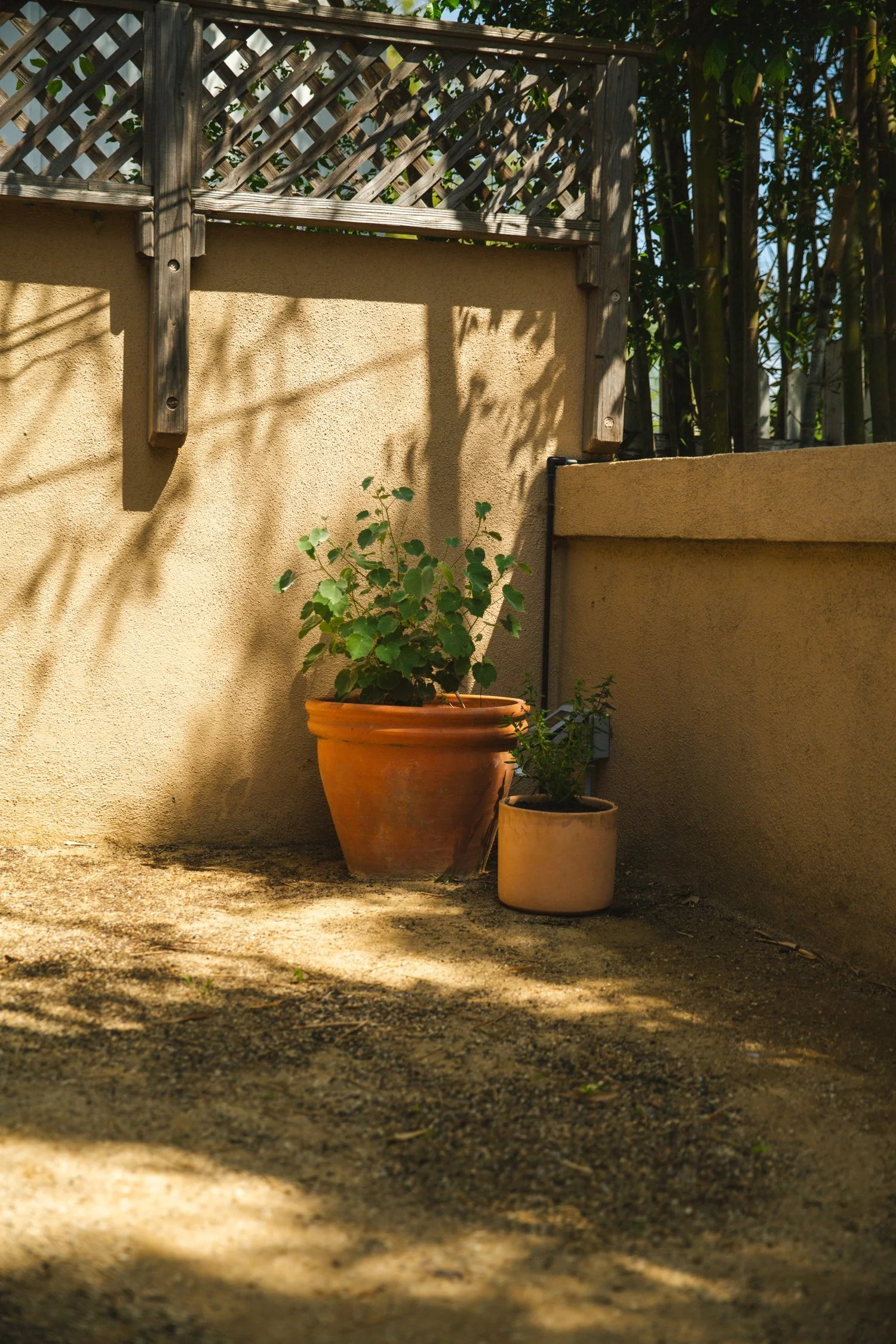 250430_706_E-Oak_109.jpg