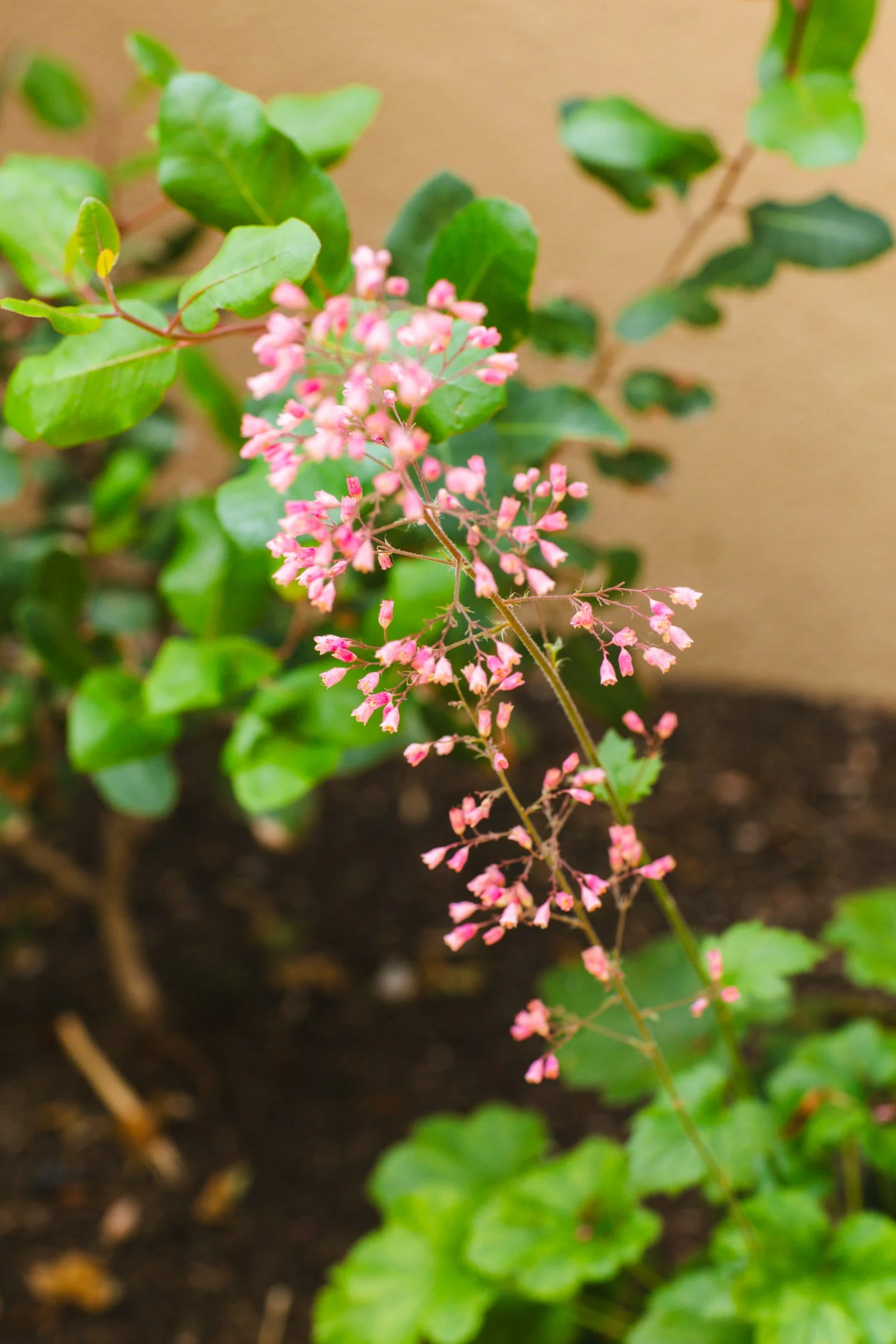 250430_706_E-Oak_003.jpg