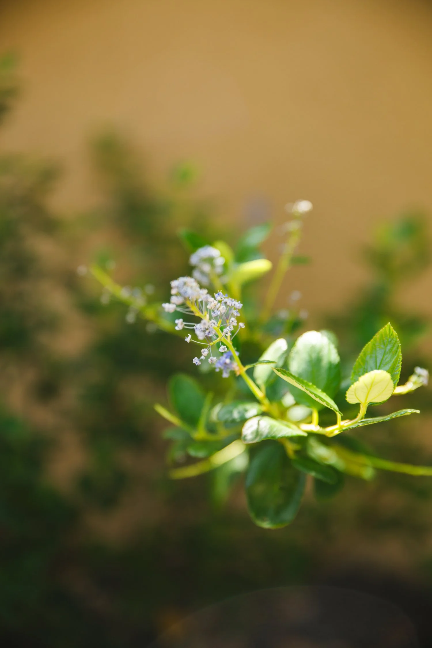 250430_706_E-Oak_552.jpg