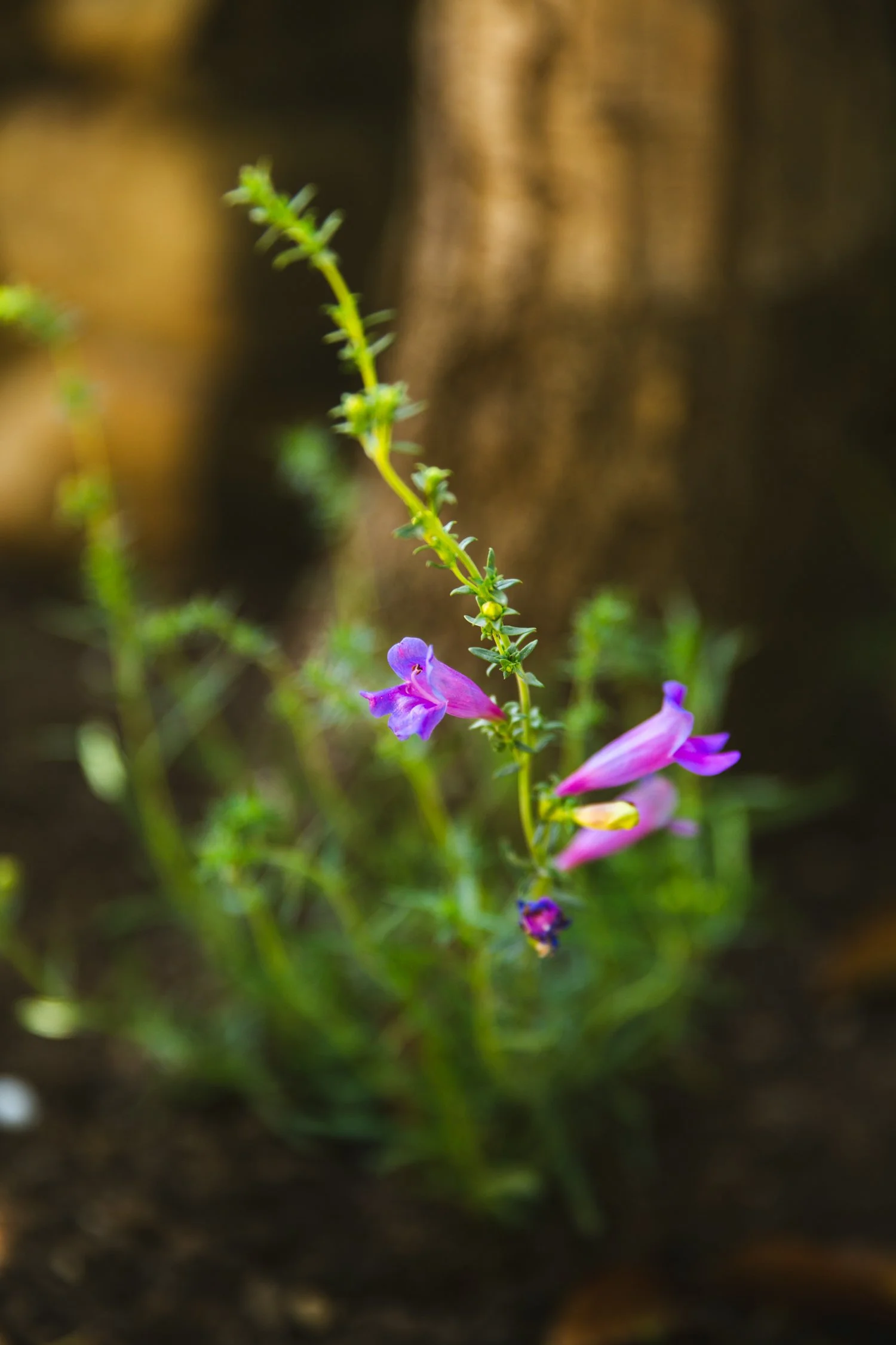 250430_706_E-Oak_560.jpg