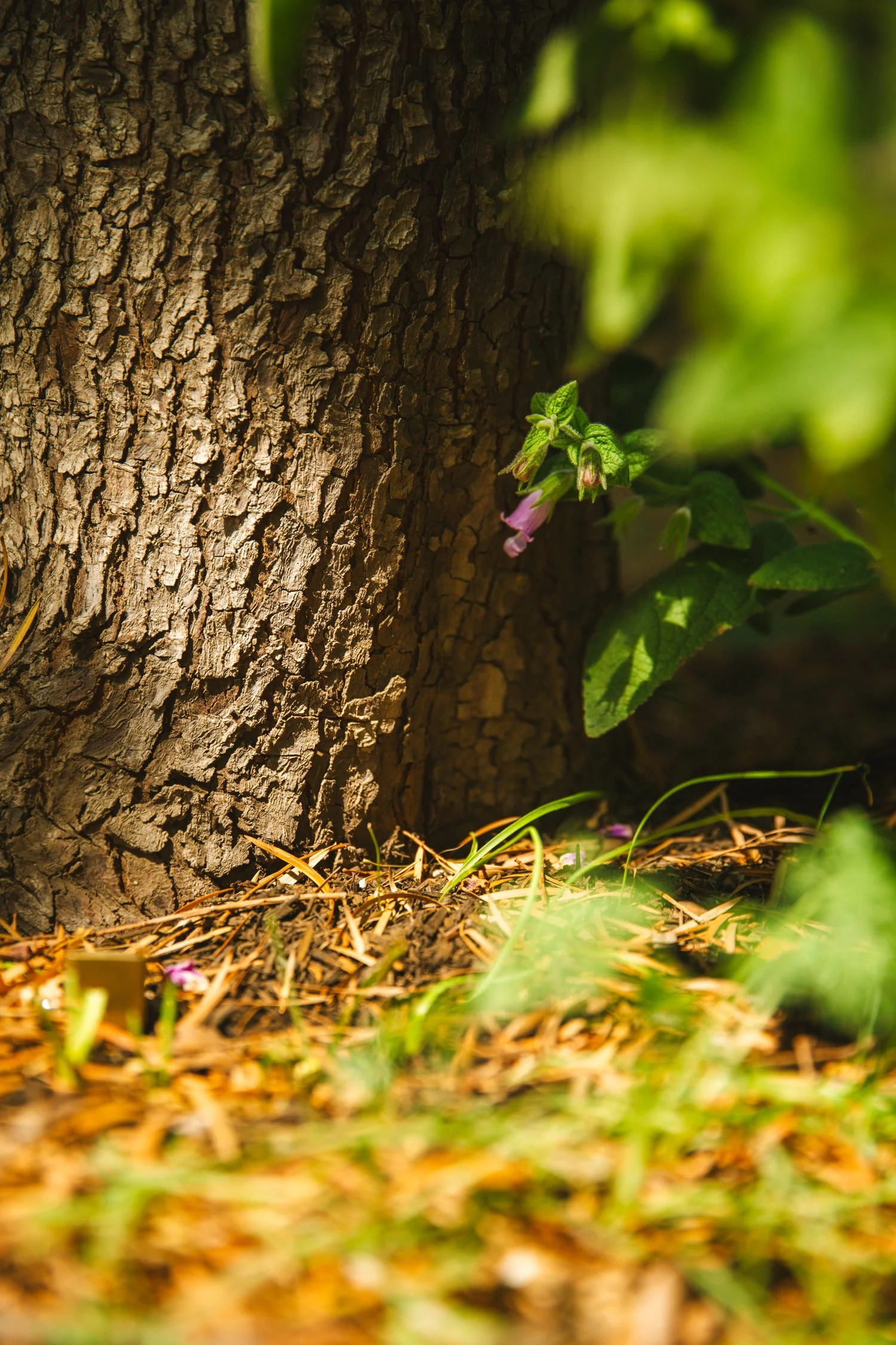 250430_706_E-Oak_259.jpg