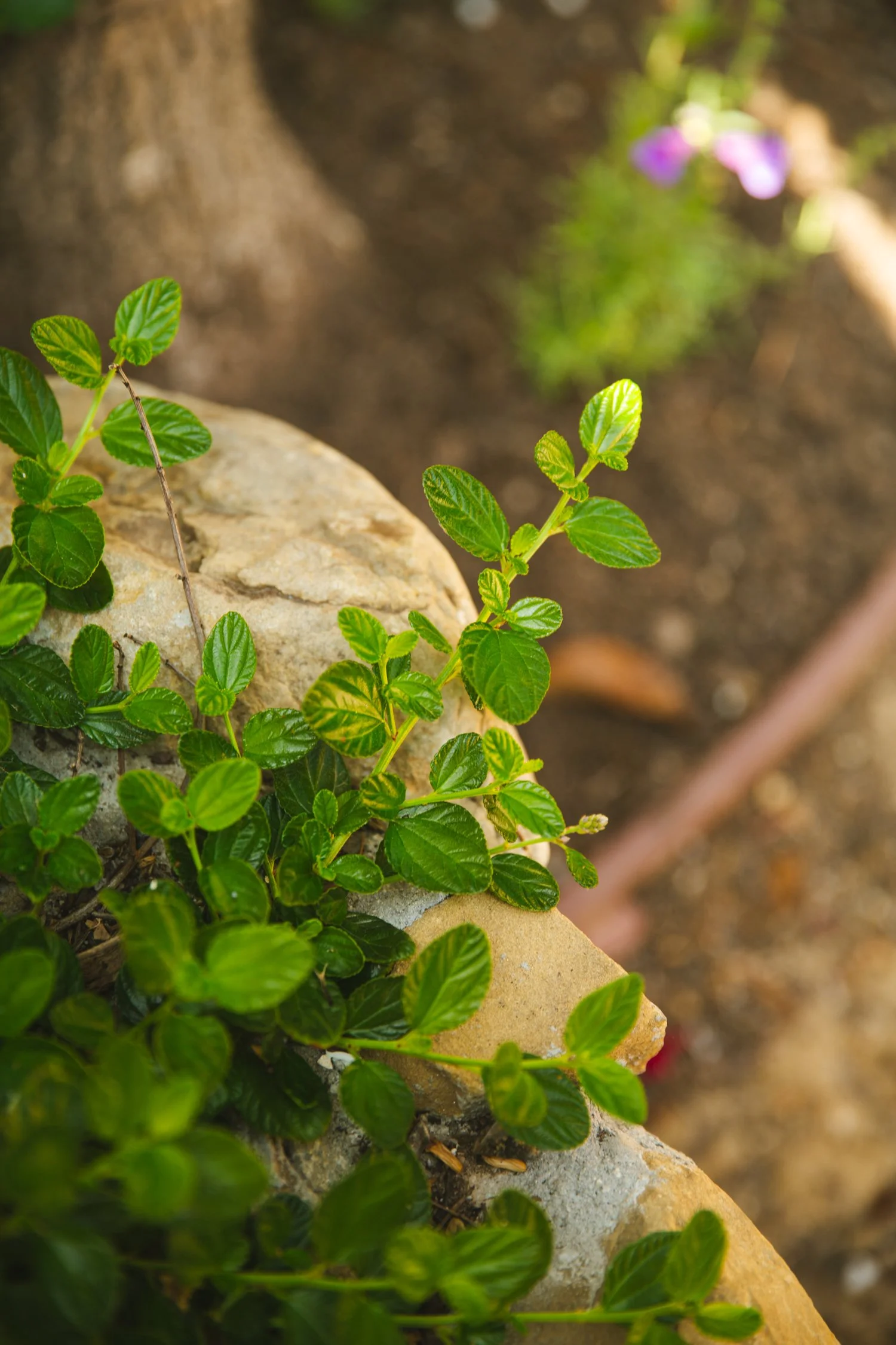 250430_706_E-Oak_611.jpg