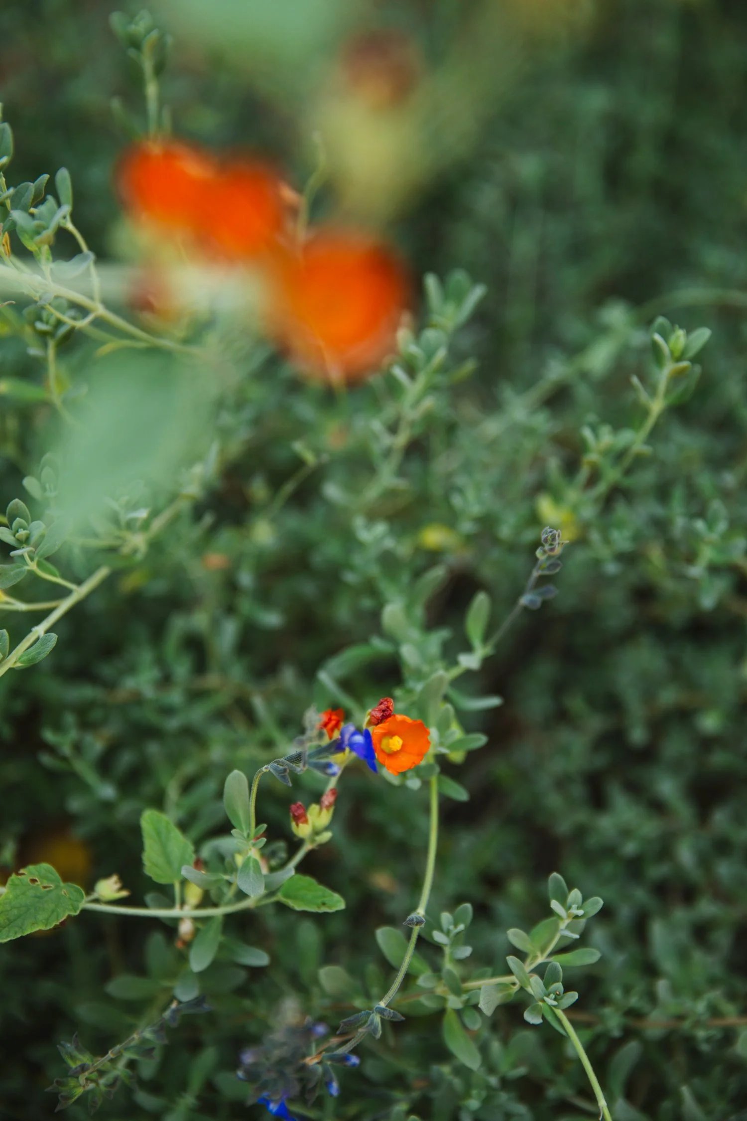 250430_706_E-Oak_785.jpg