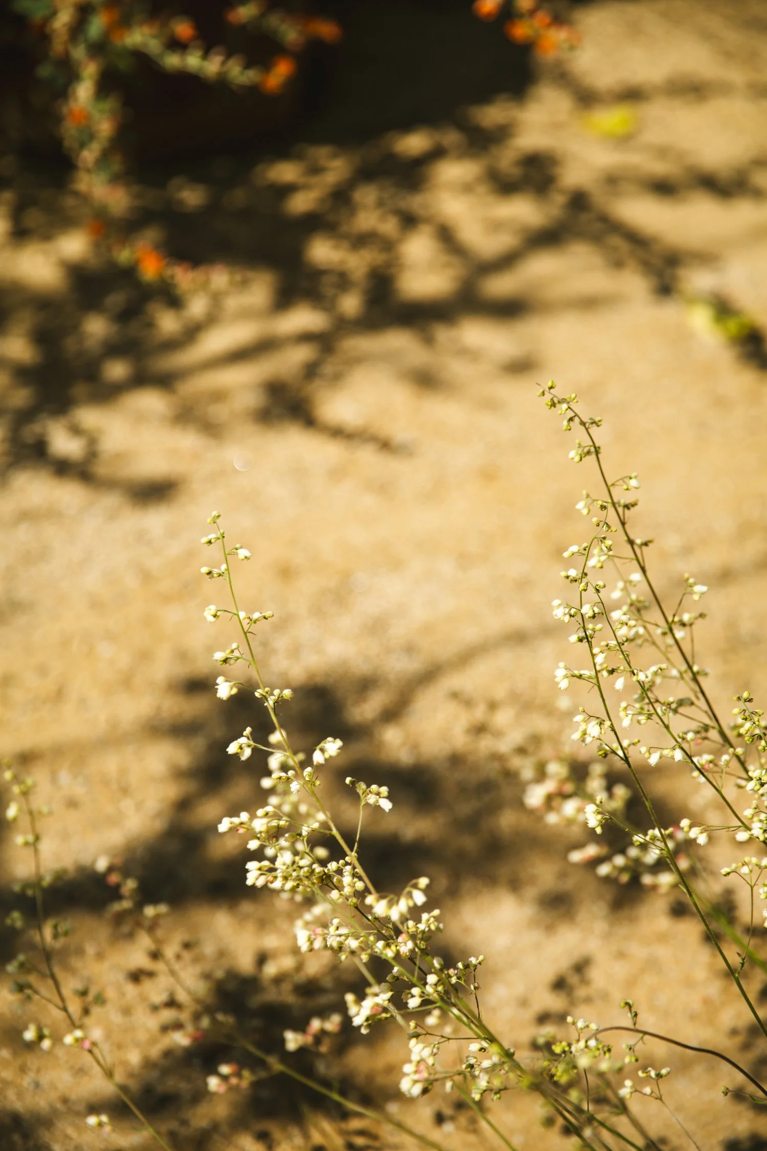 250430_706_E-Oak_541.jpg