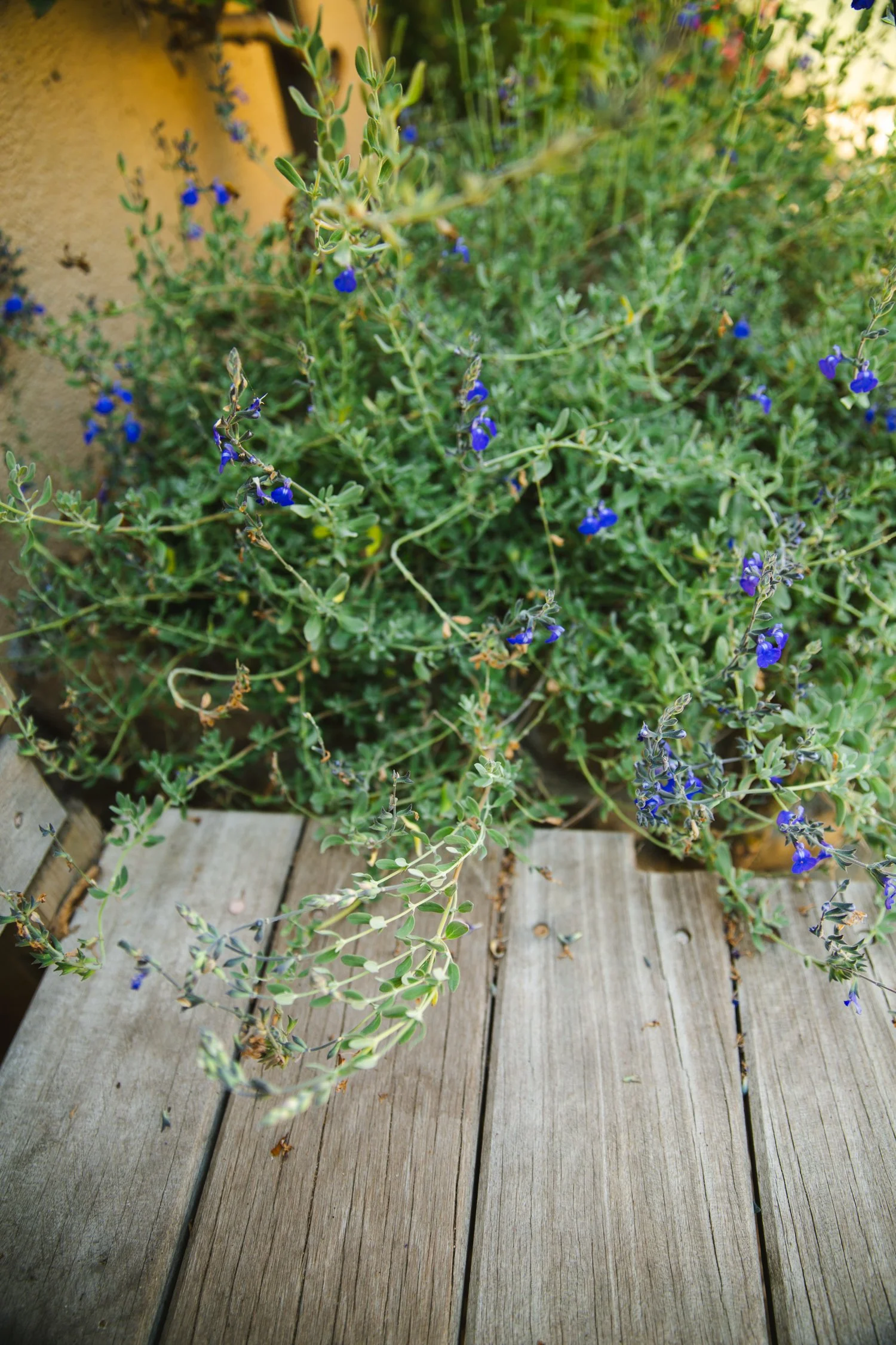 250430_706_E-Oak_750.jpg