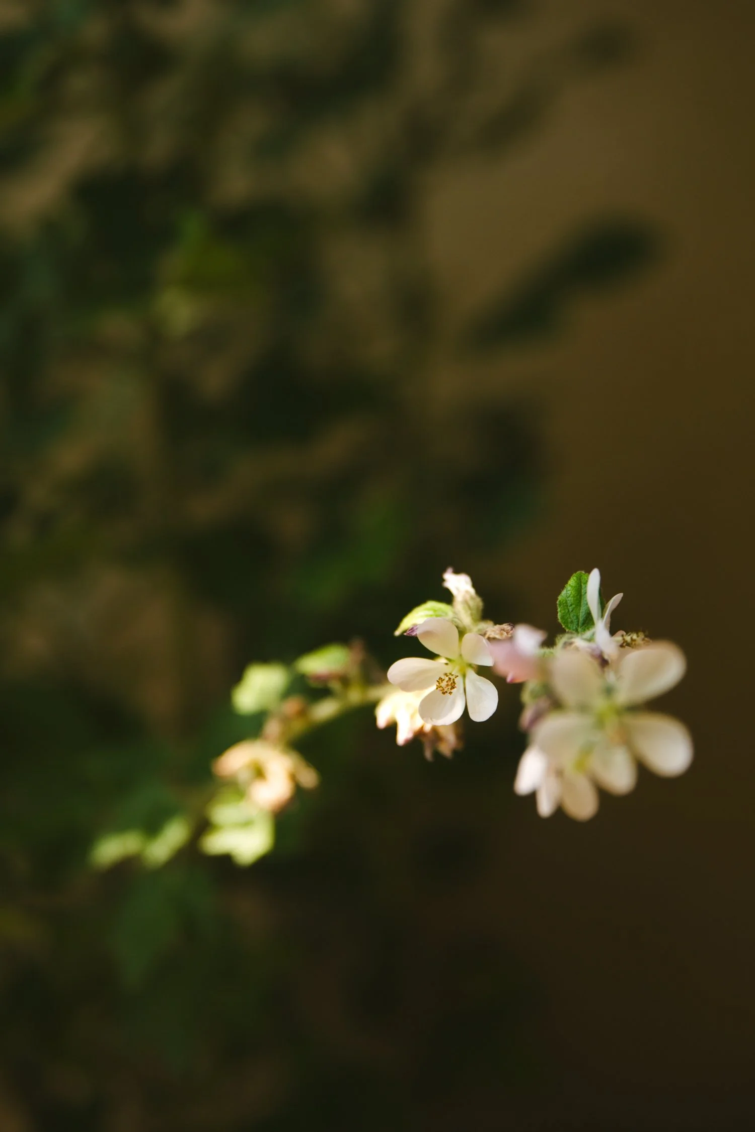 250430_706_E-Oak_334.jpg