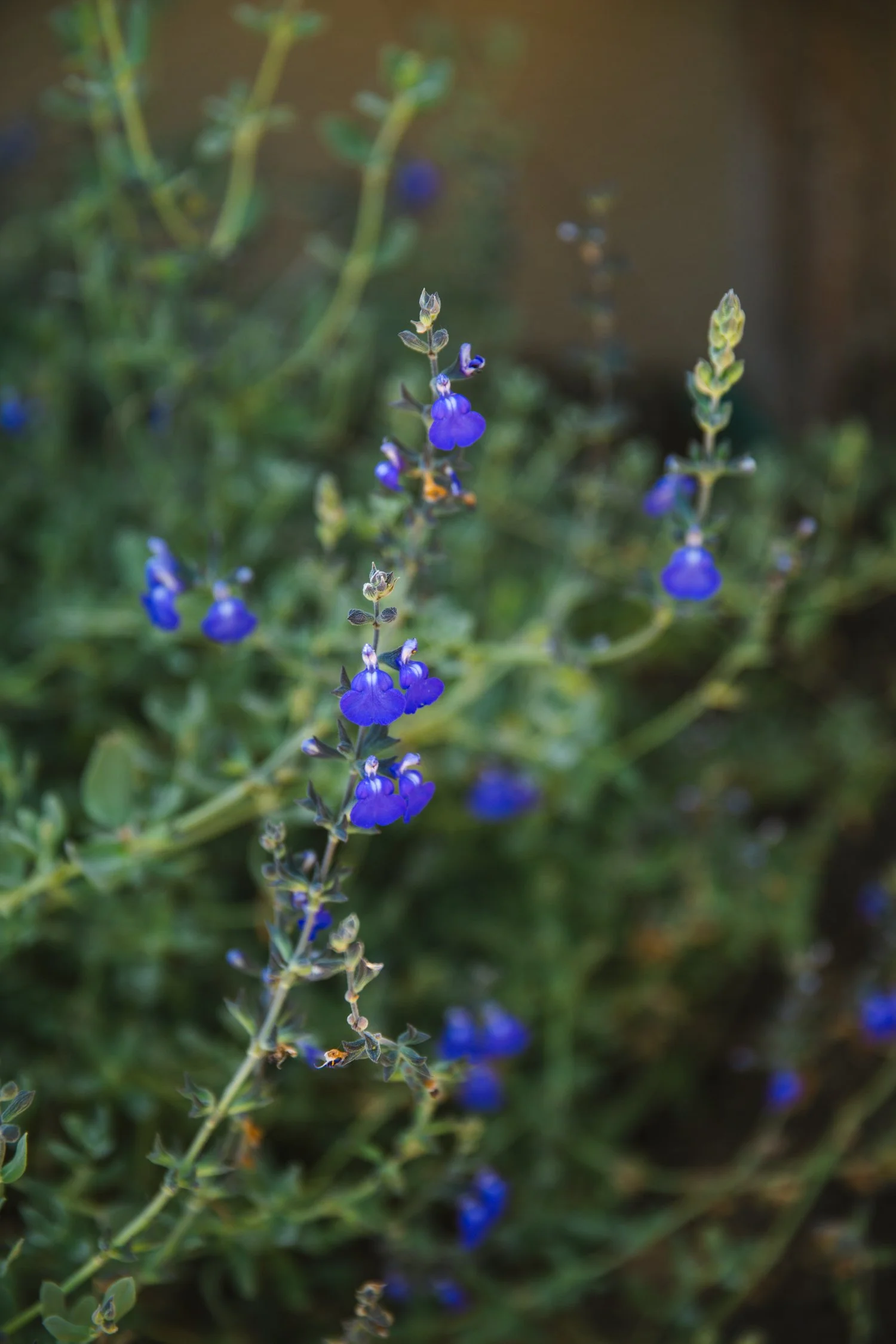 250430_706_E-Oak_698.jpg