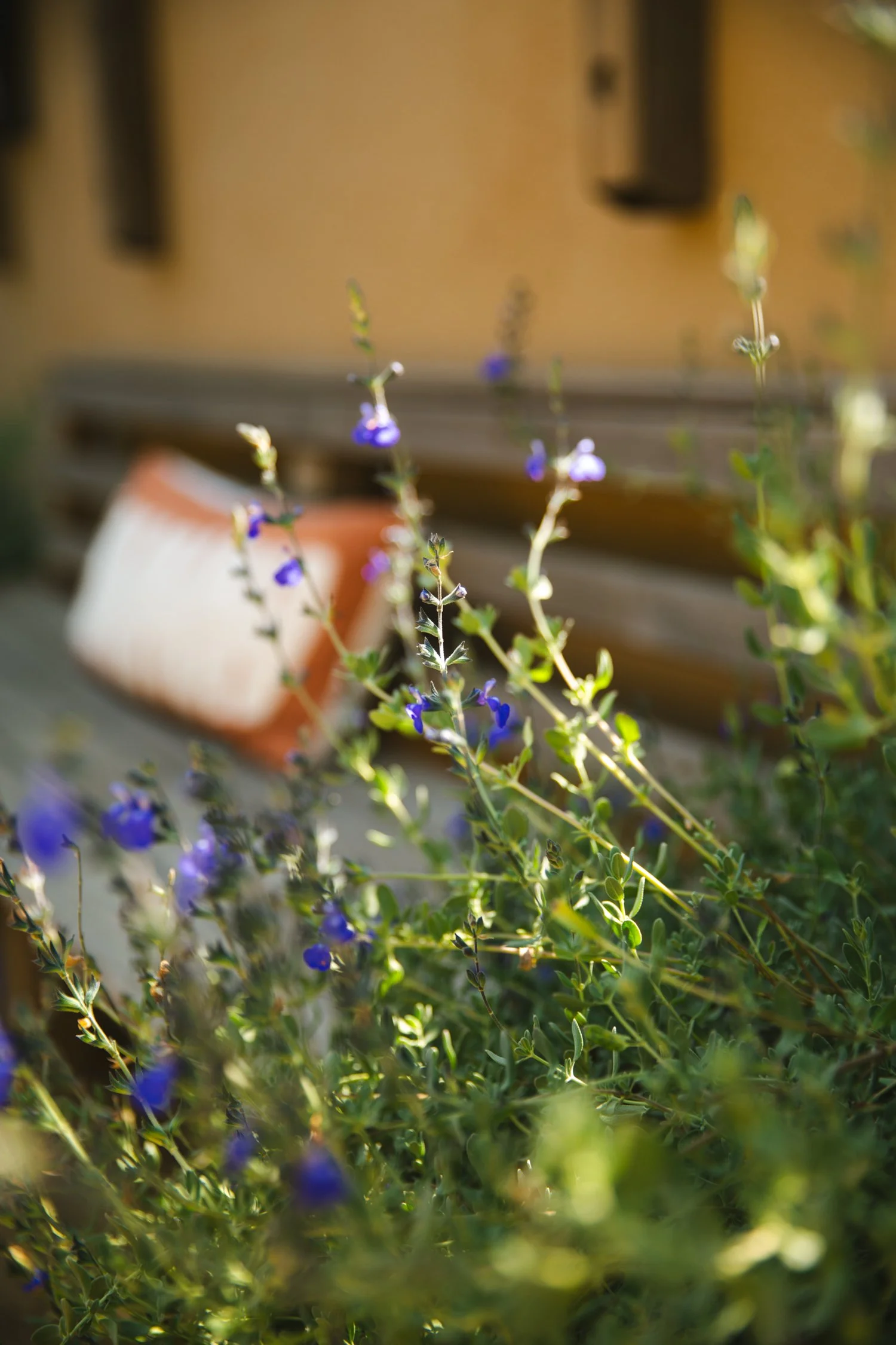 250430_706_E-Oak_700.jpg