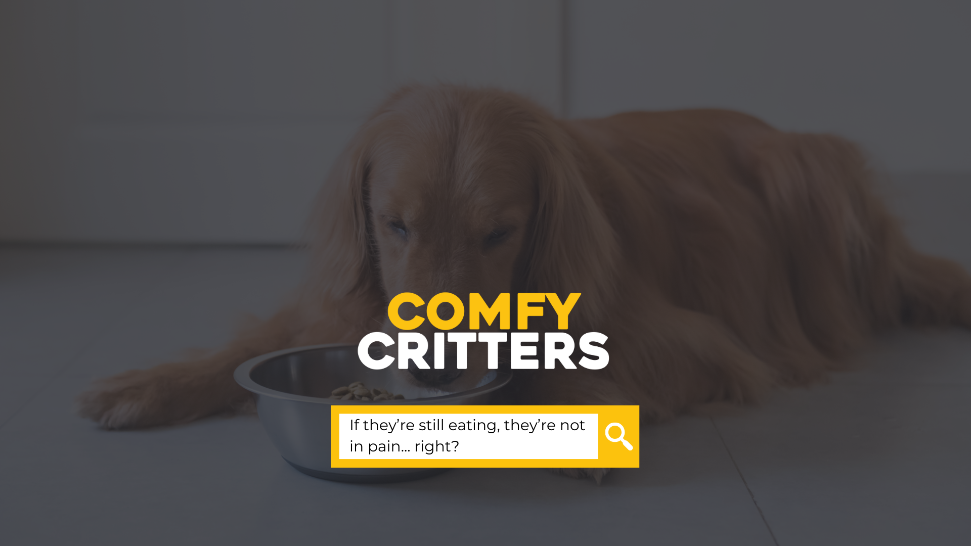 “But They’re Still Eating…” How to recognise pain in dogs and cats before it’s too late