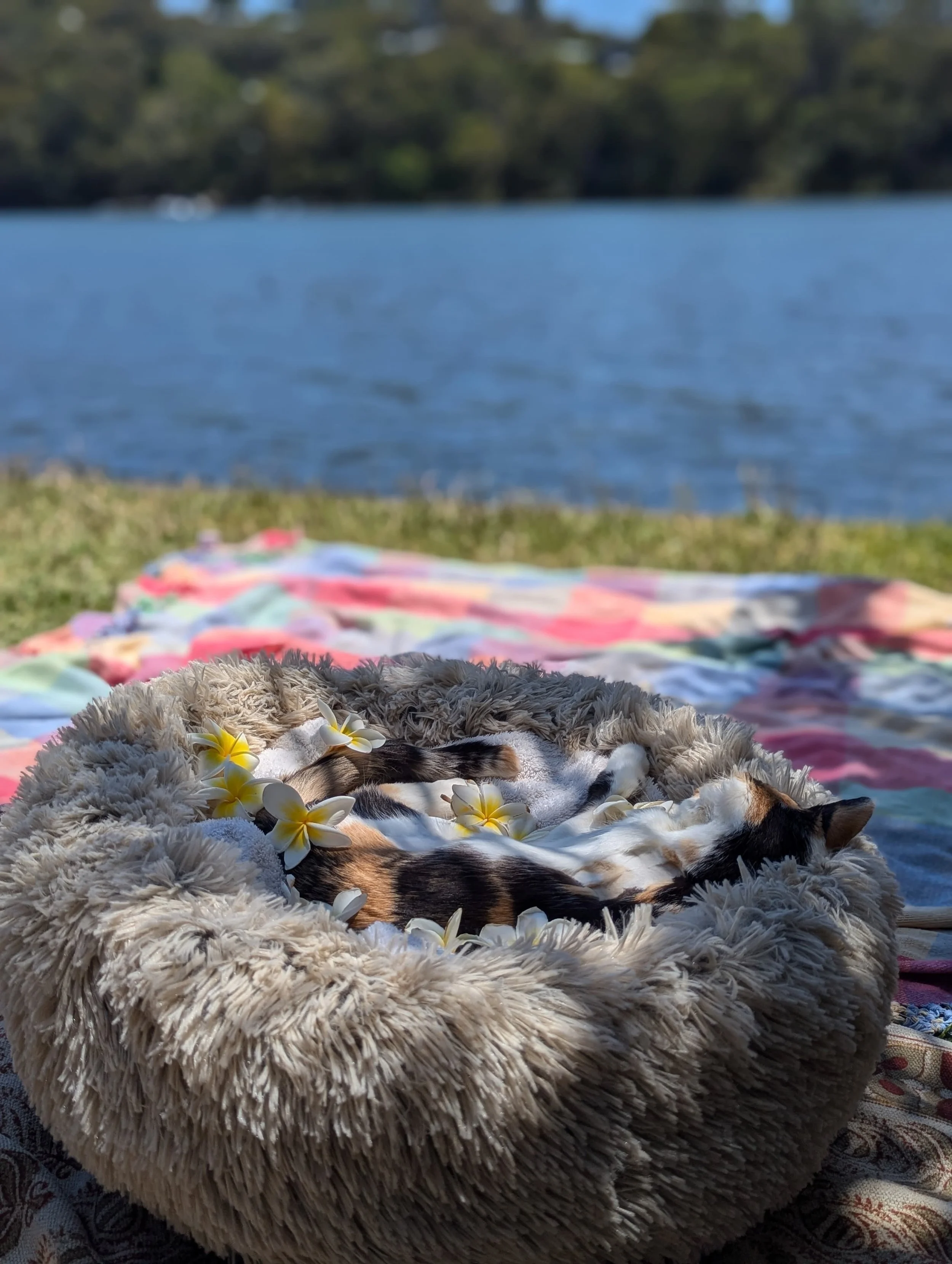 Peaceful end of life at home euthanasia Central Coast