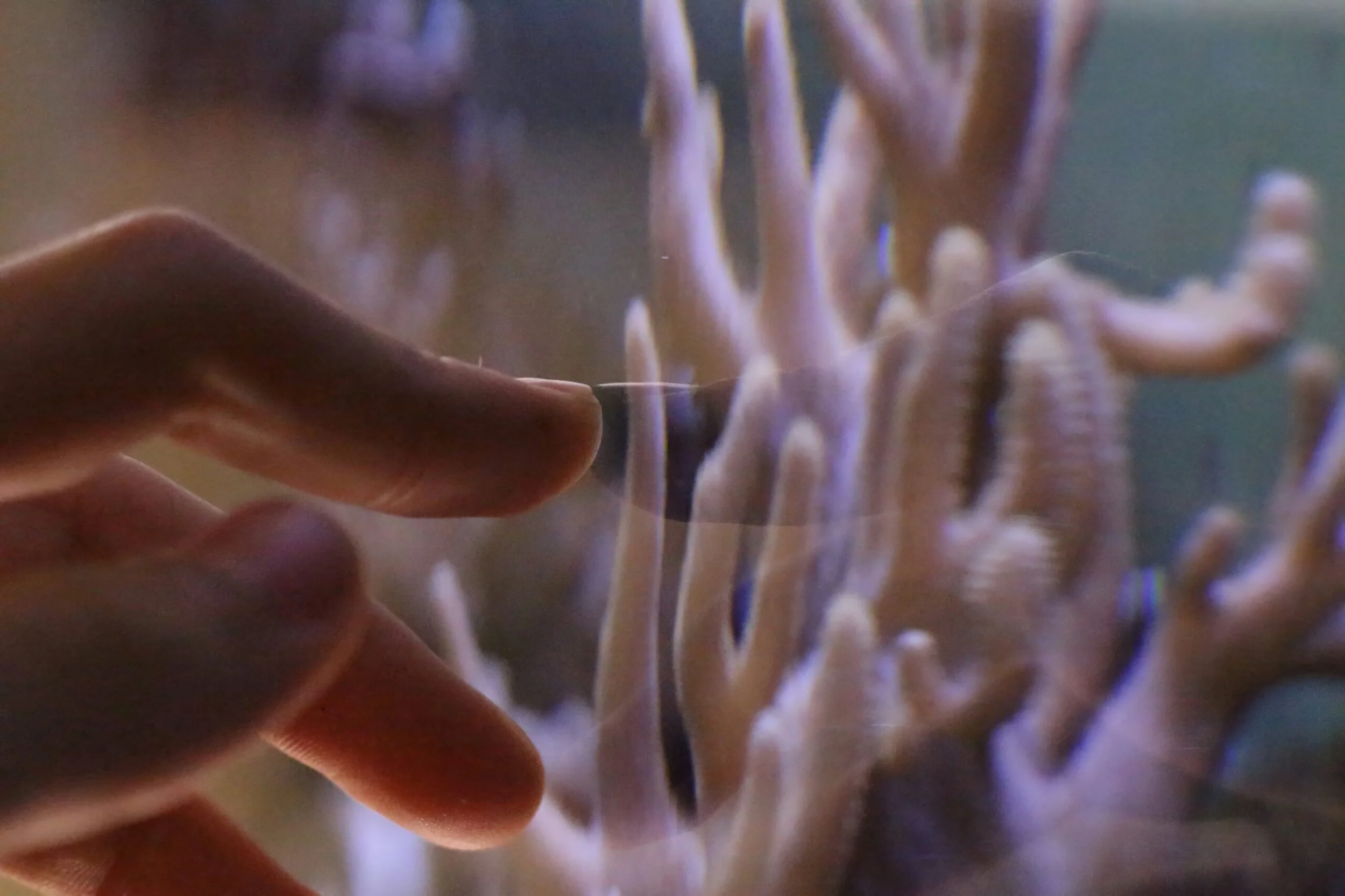 Finger touching the glass of an aquarium