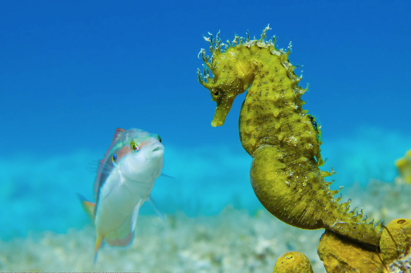 Grand Prize winner: Long-snouted seahorse (Hippocampus guttulatus), Croatia, Plavnik. Photo by Lars Reichenbach/Guylian Seahorses of the World.