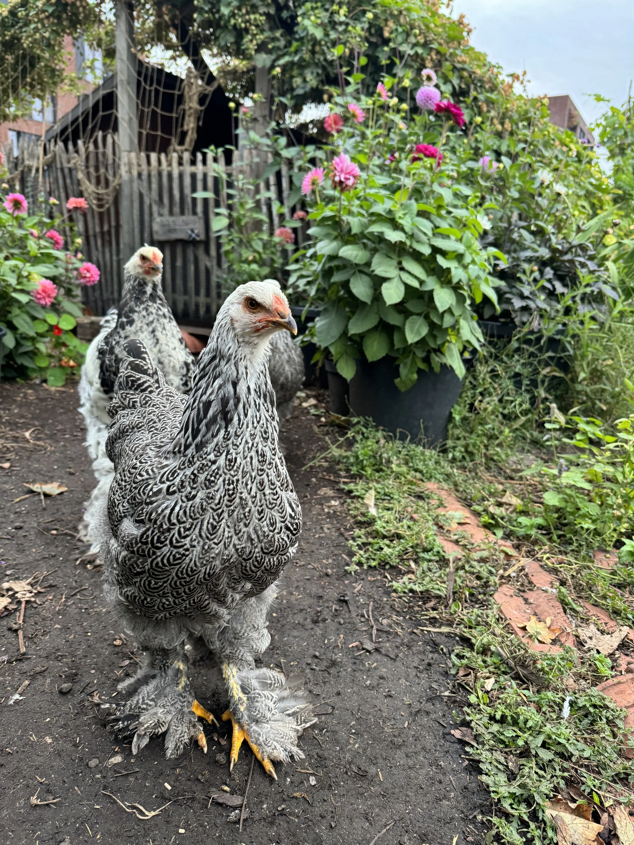 Dakboerderij PAKT kippen