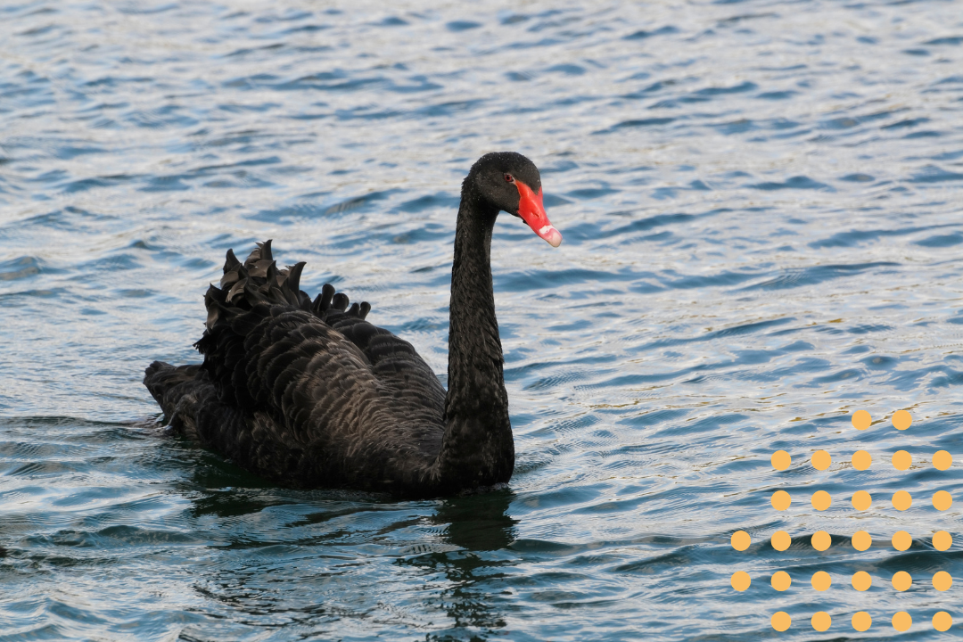 What is a black swan event, are we in one, and if so, what should you do?