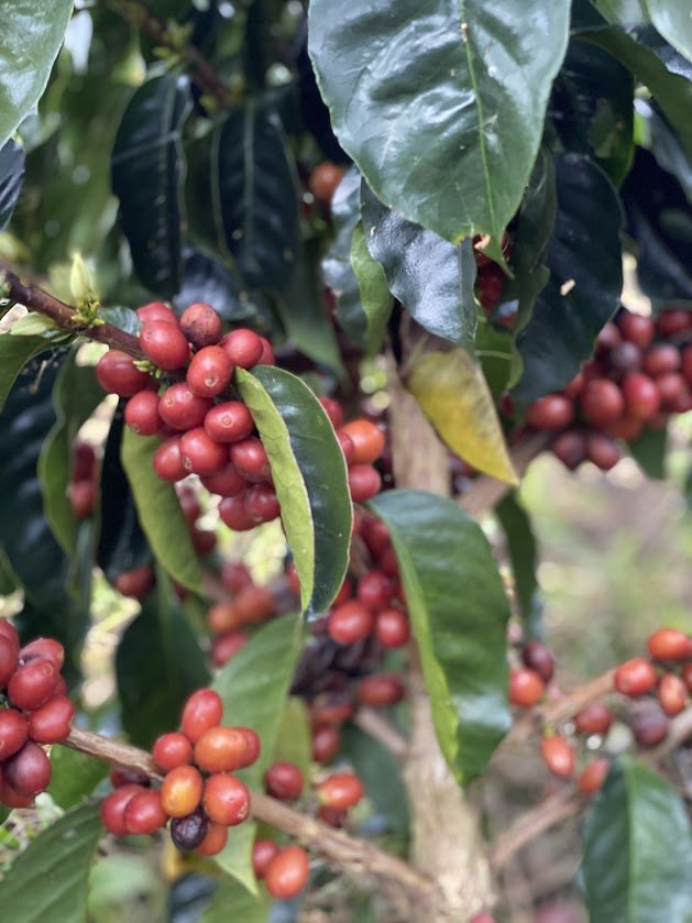 Rojas Geisha Plant.jpg