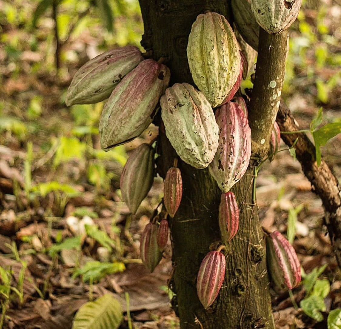 Cocoa Tree.jpeg