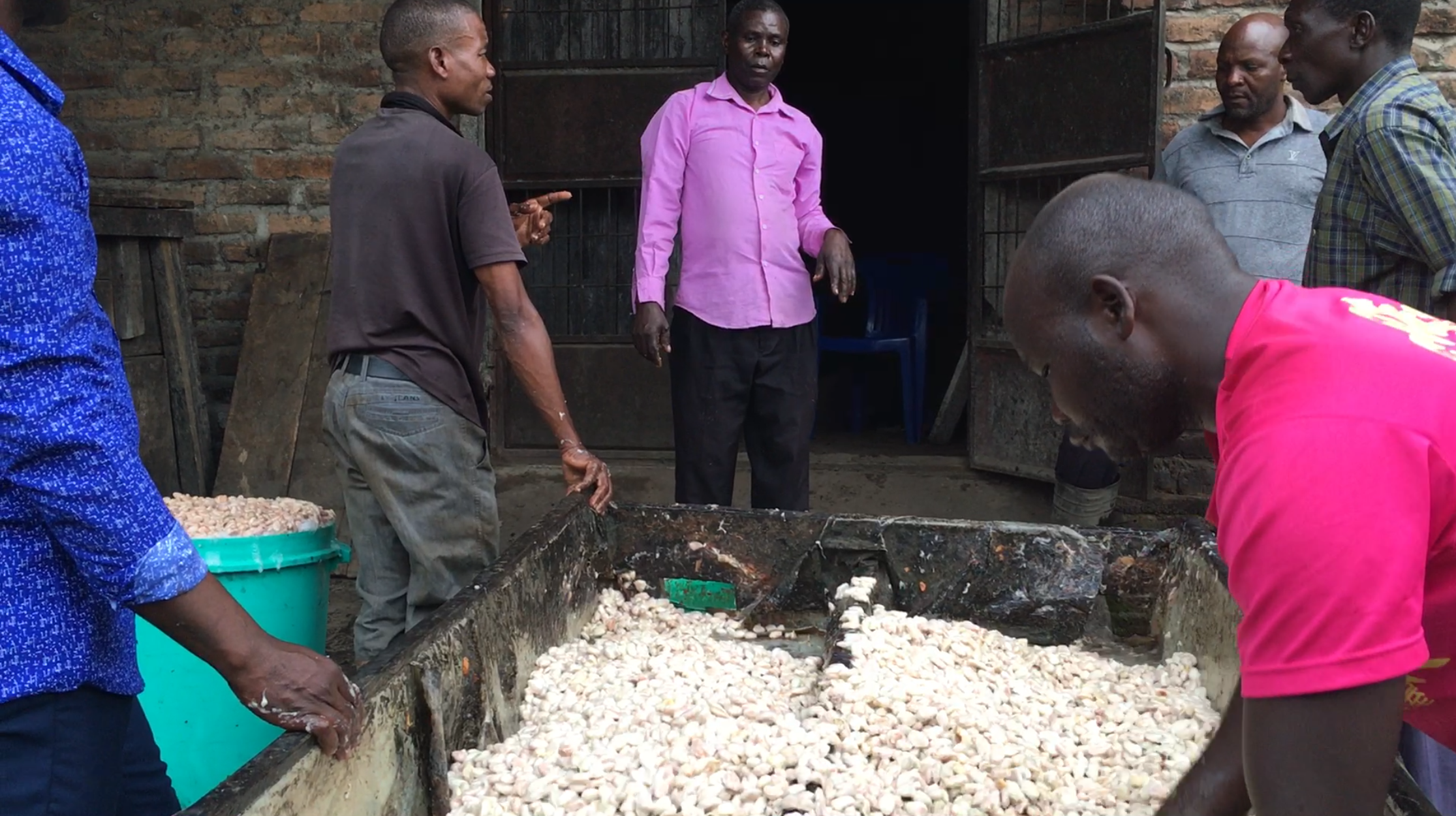 Mababu Fermenting.PNG