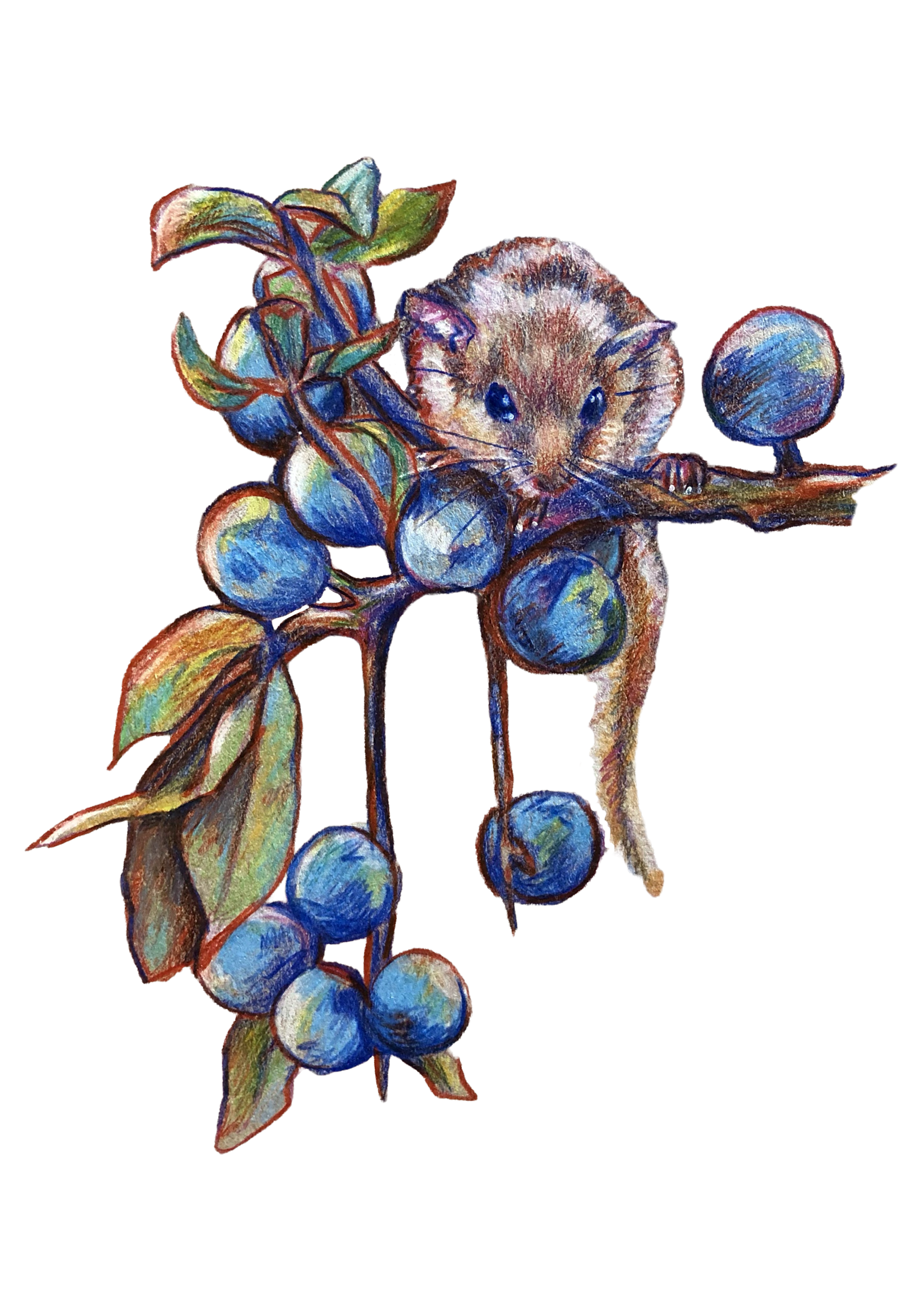 Farbstift auf Karton + Photoshop CutOut 18 x 20
