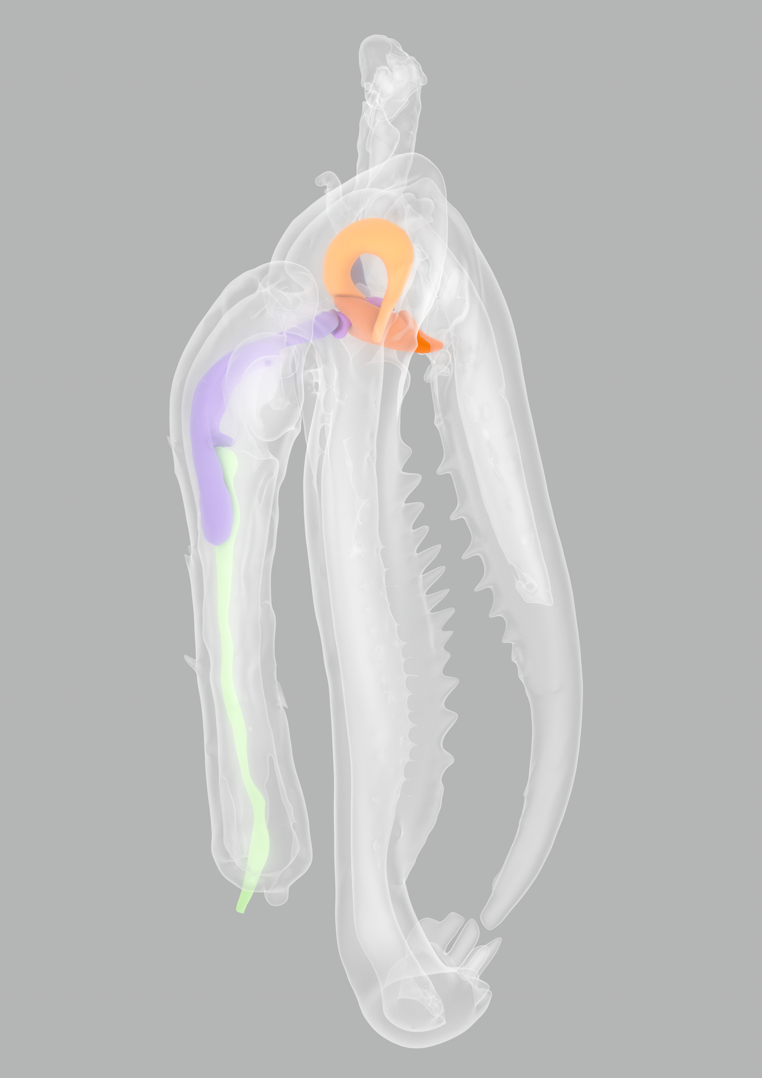 gonatopus bearbeitet 2.png