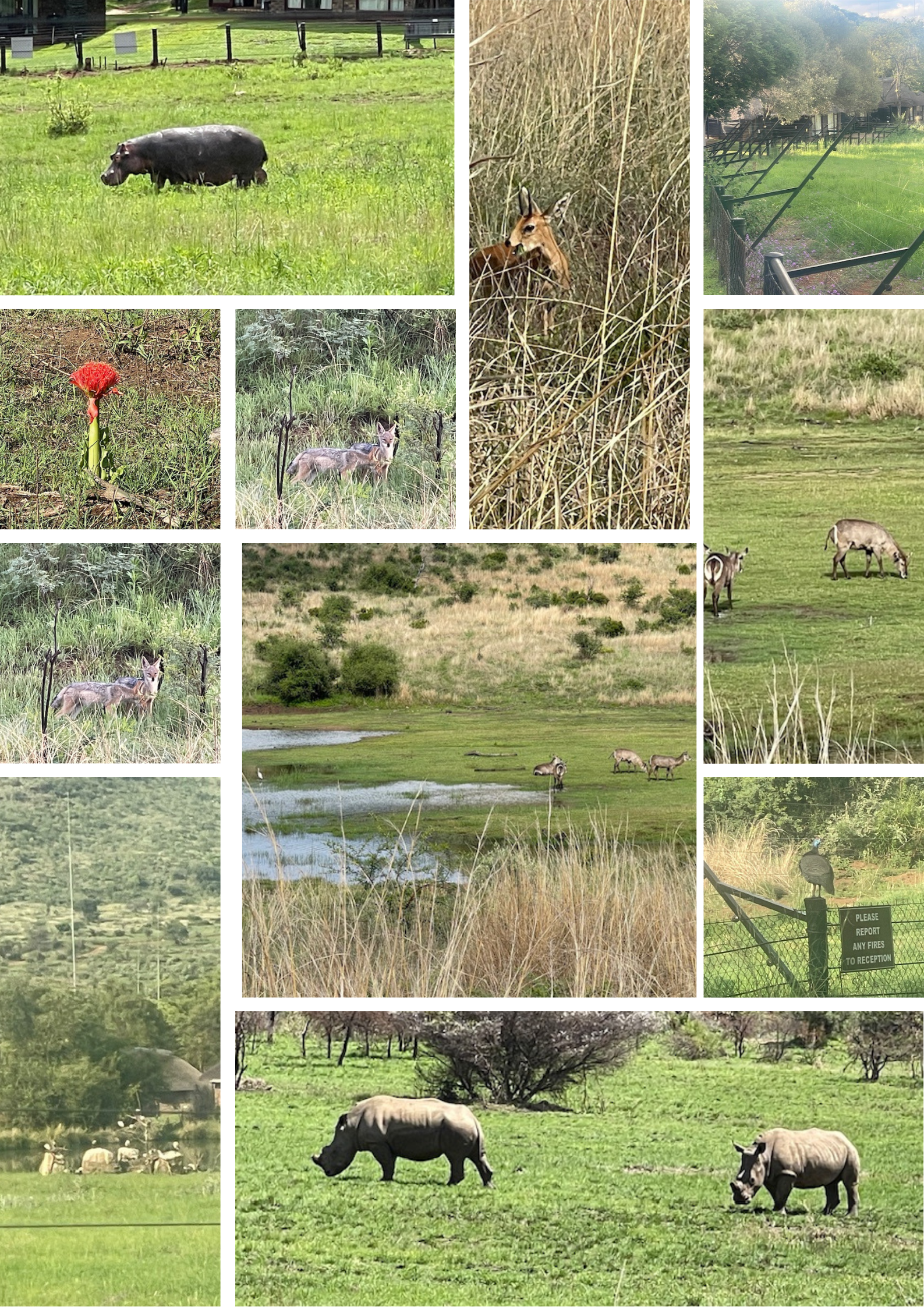The Power of Taking a Break- • Nature’s Therapy: A Pilanesberg Escape for the Soul