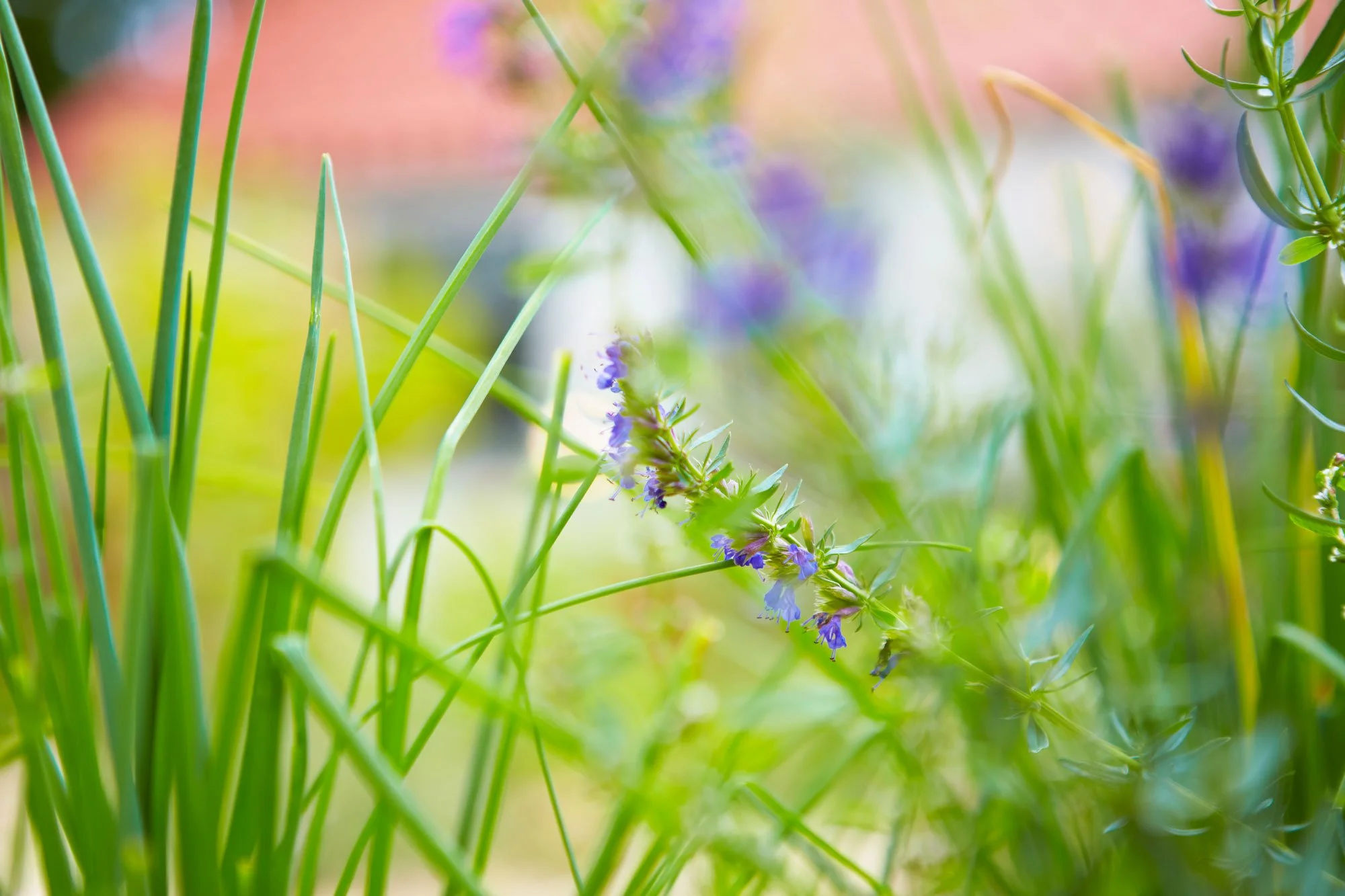 The_Garden_Rooms-David_Chalmers-2015-garden032.jpg