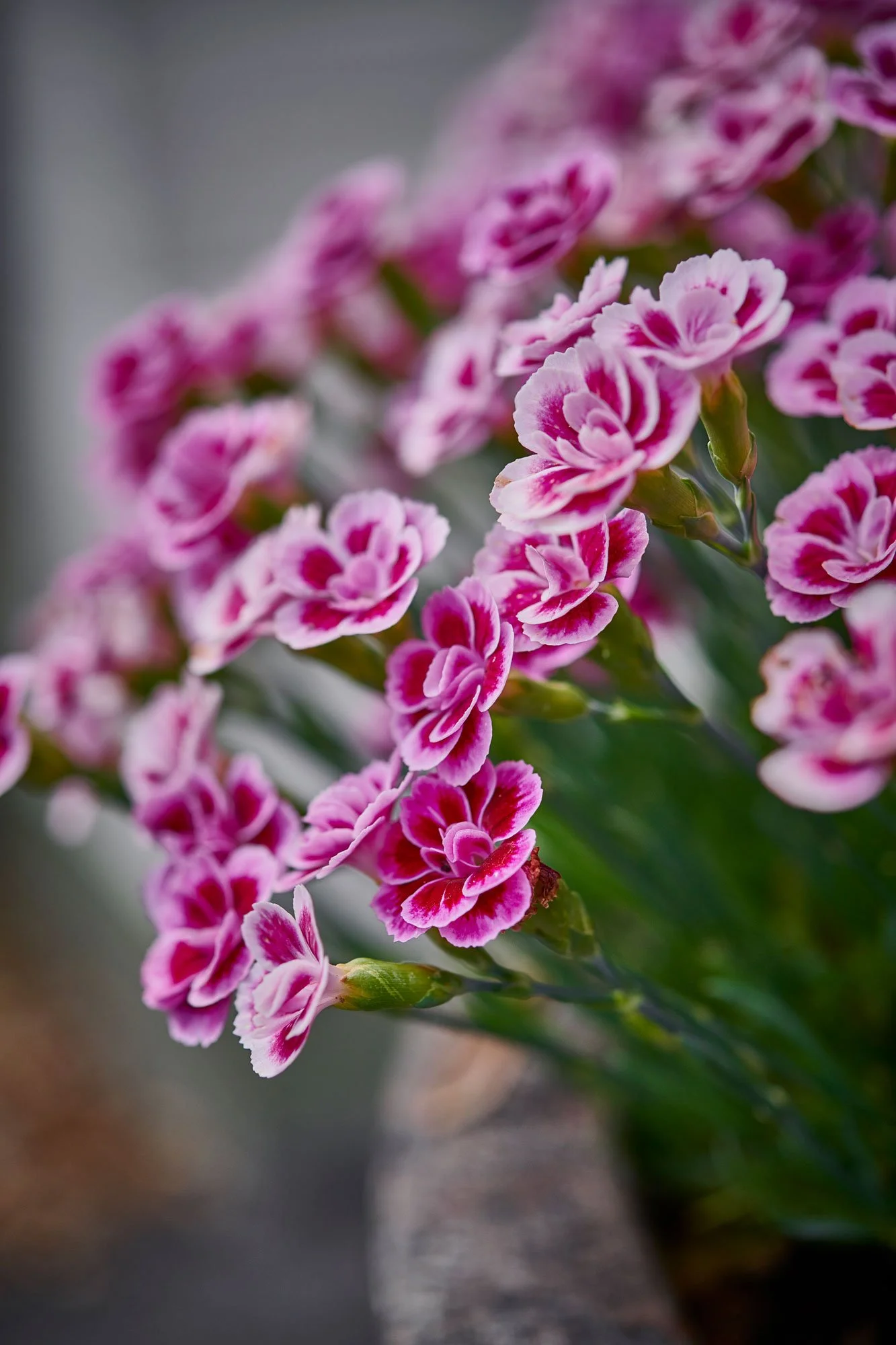 Pipe-2019-07-01-Tim-Green-pink-table-flowers-RGB.jpg