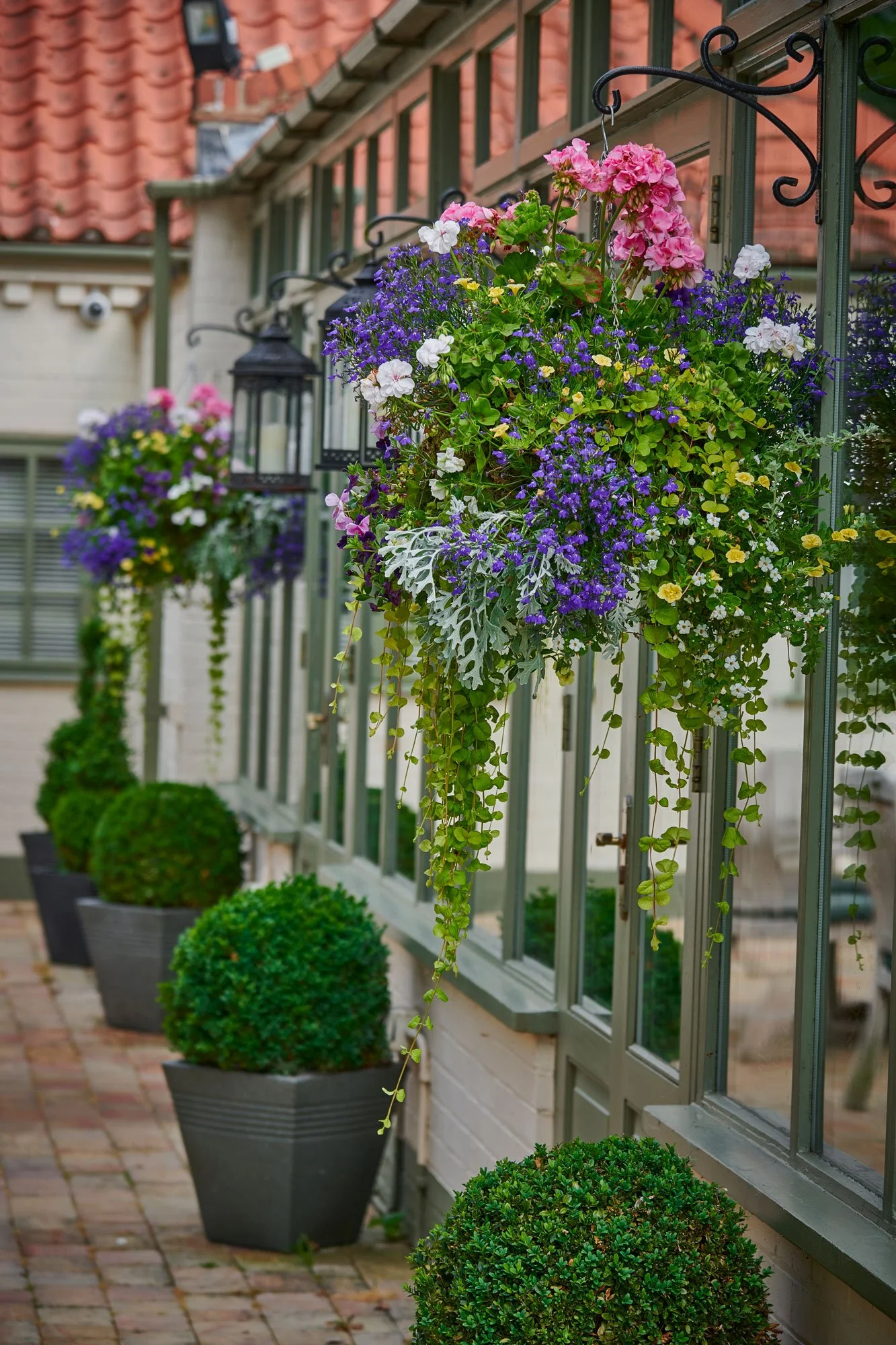 Pipe-2019-07-01-Tim-Green-hanging-baskets-outside-conservatory.jpg