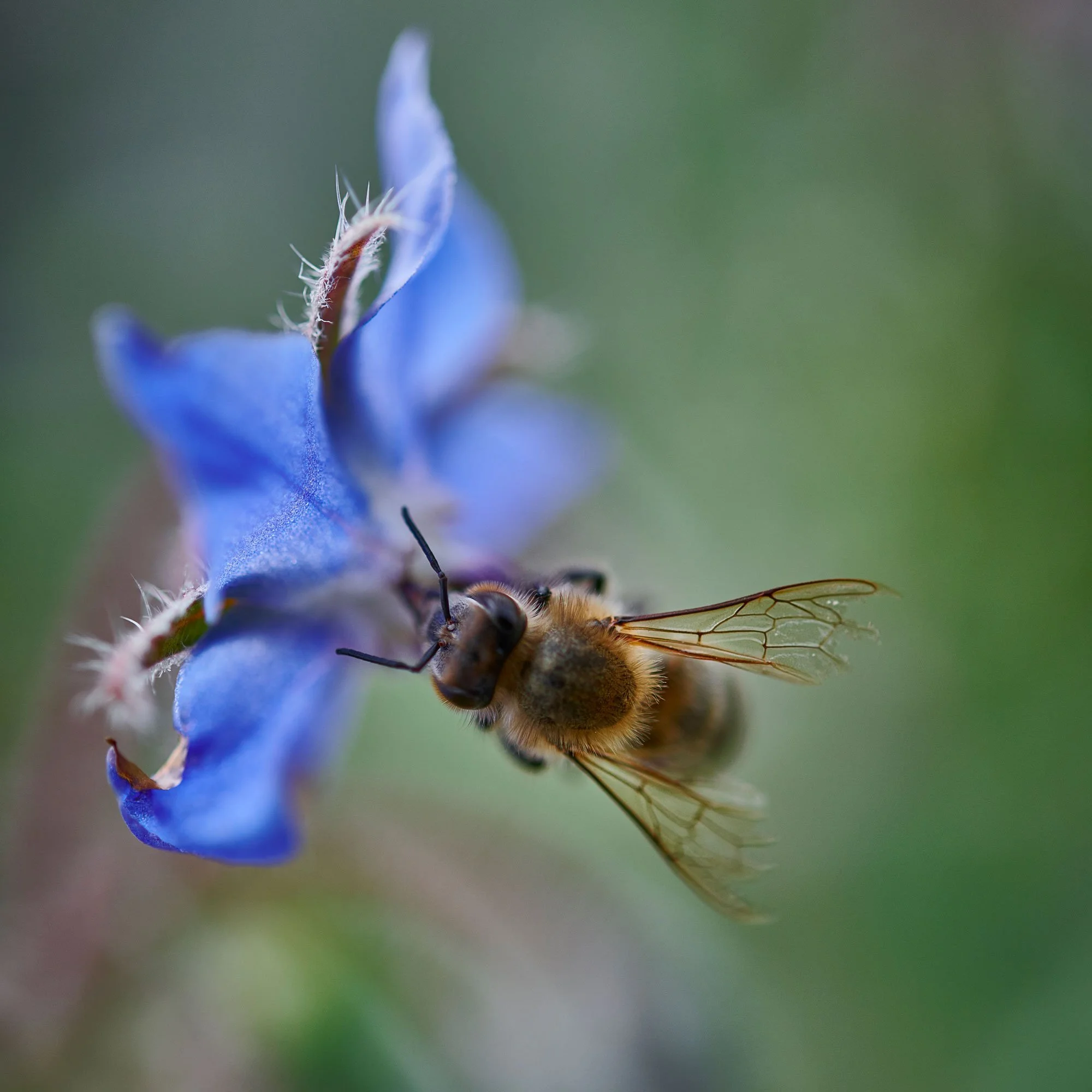 Bee-on-borage-2019.jpg