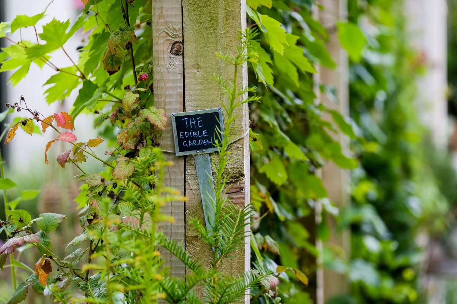 2017-08-01-pipe-gardens-85-rgb.jpg